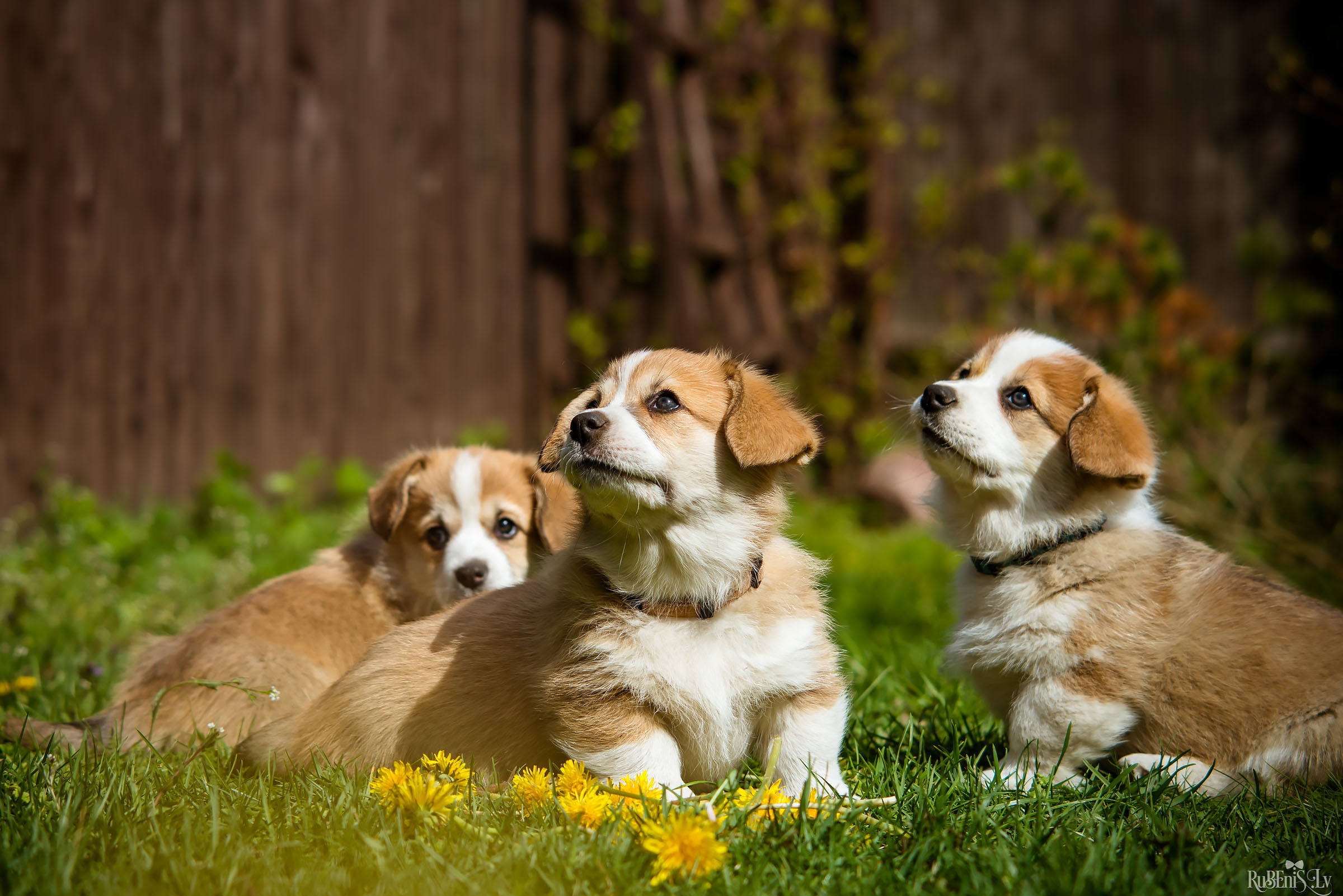 Анна и Марта / Корги и Гриффоны. Фотограф Ромуальд Рубенис и Артемий Сташанс