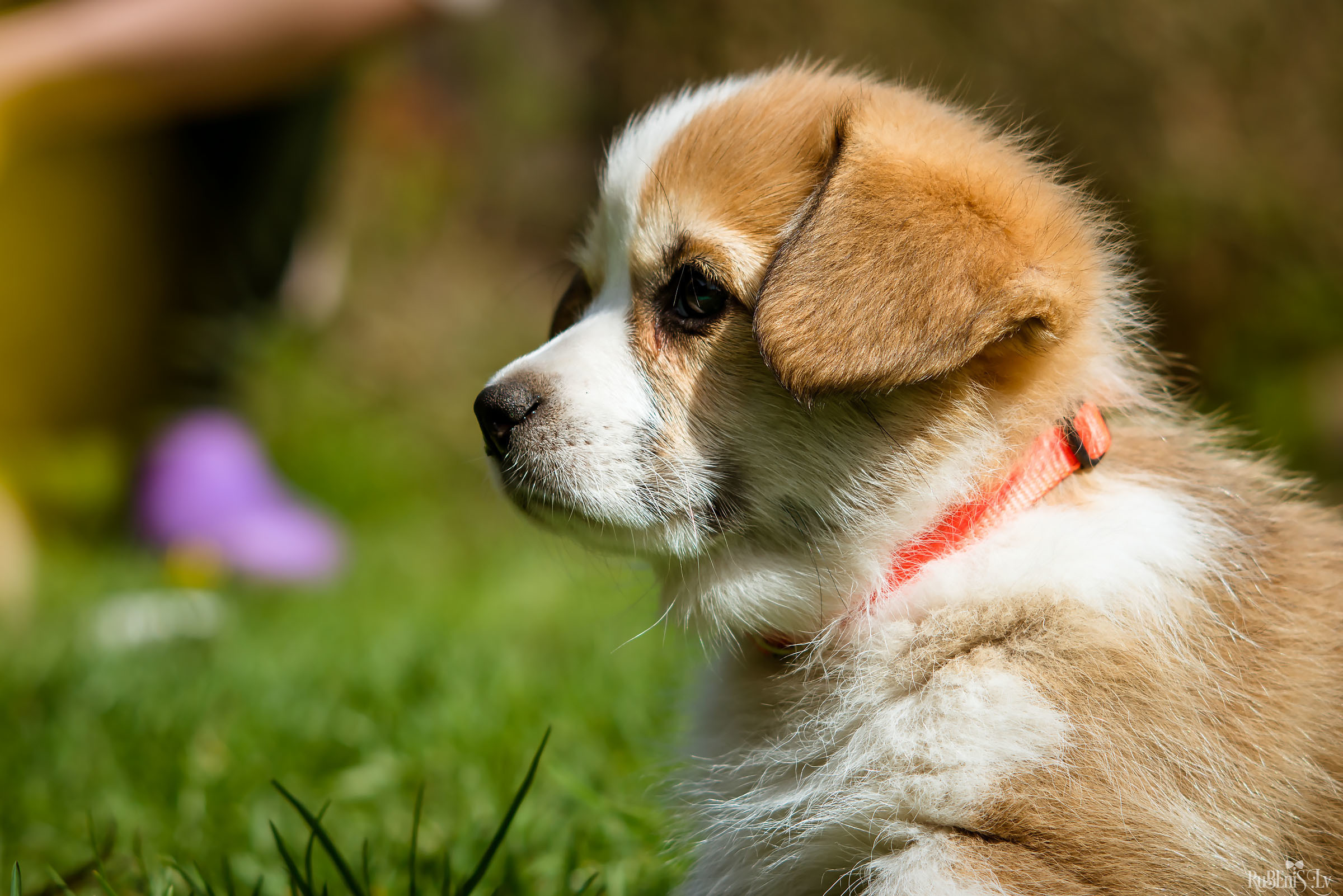 Анна и Марта / Корги и Гриффоны. Фотограф Ромуальд Рубенис и Артемий Сташанс