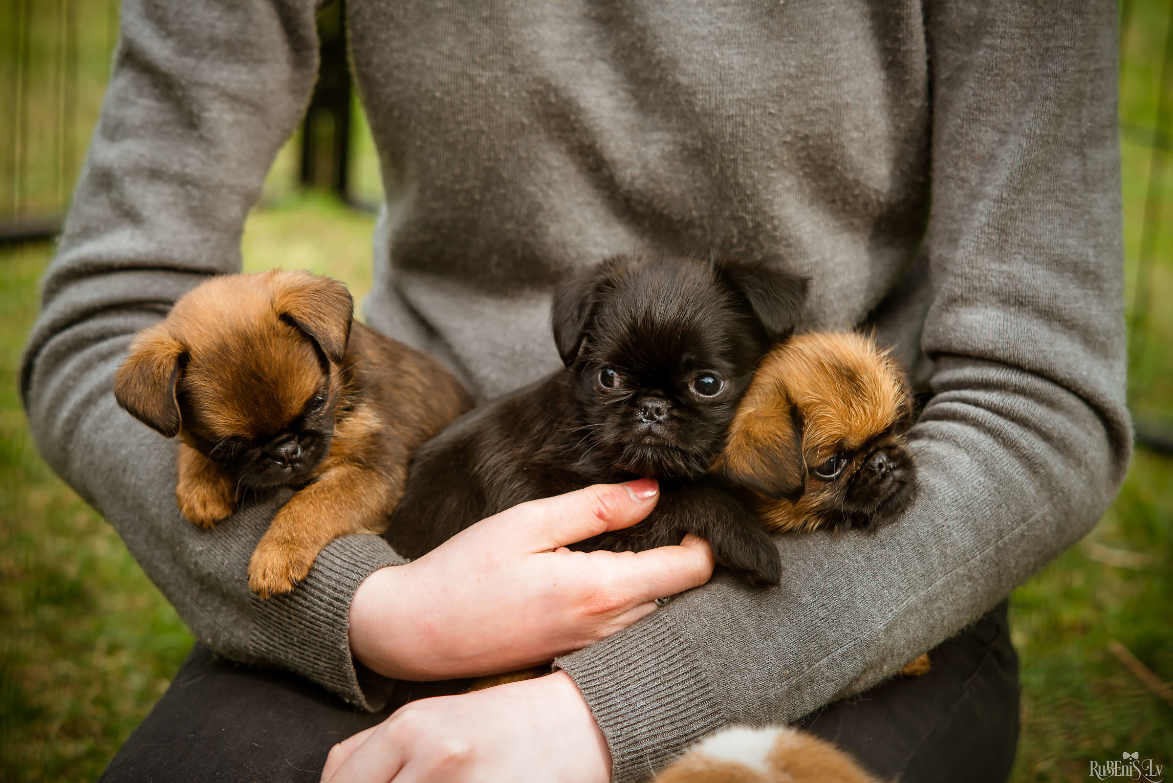 Анна и Марта / Корги и Гриффоны. Фотограф Ромуальд Рубенис и Артемий Сташанс