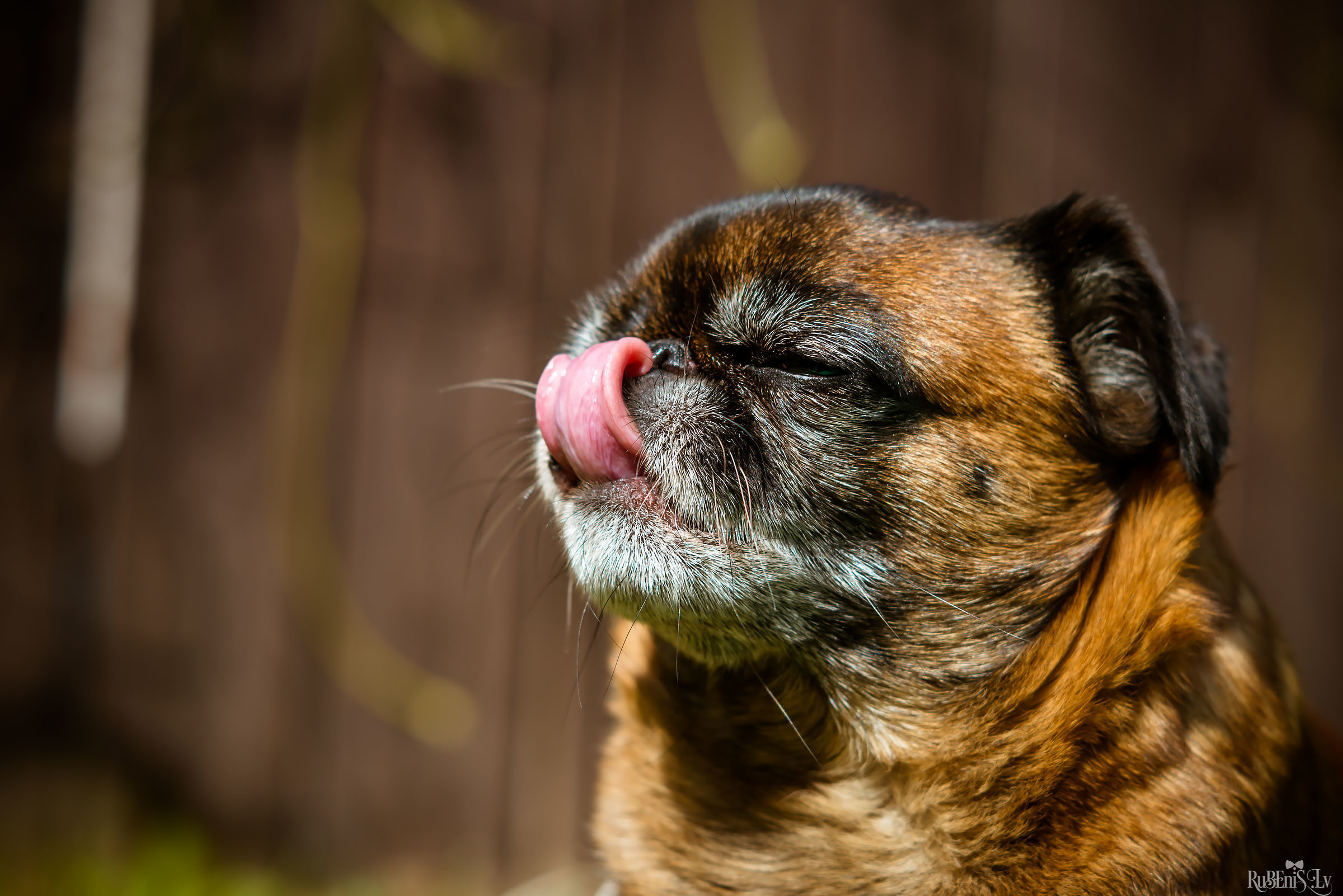 Анна и Марта / Корги и Гриффоны. Фотограф Ромуальд Рубенис и Артемий Сташанс