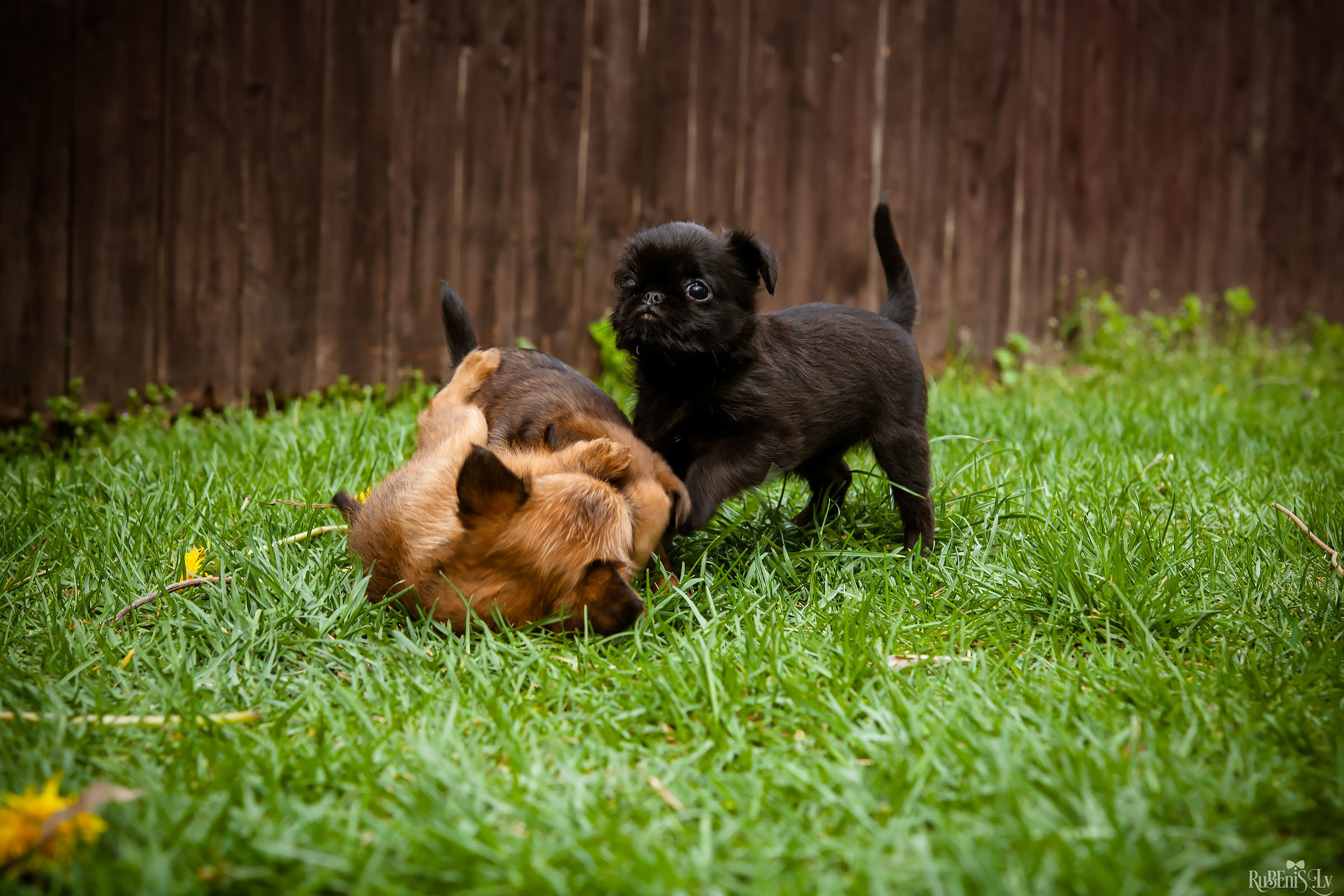 Анна и Марта / Корги и Гриффоны. Фотограф Ромуальд Рубенис и Артемий Сташанс