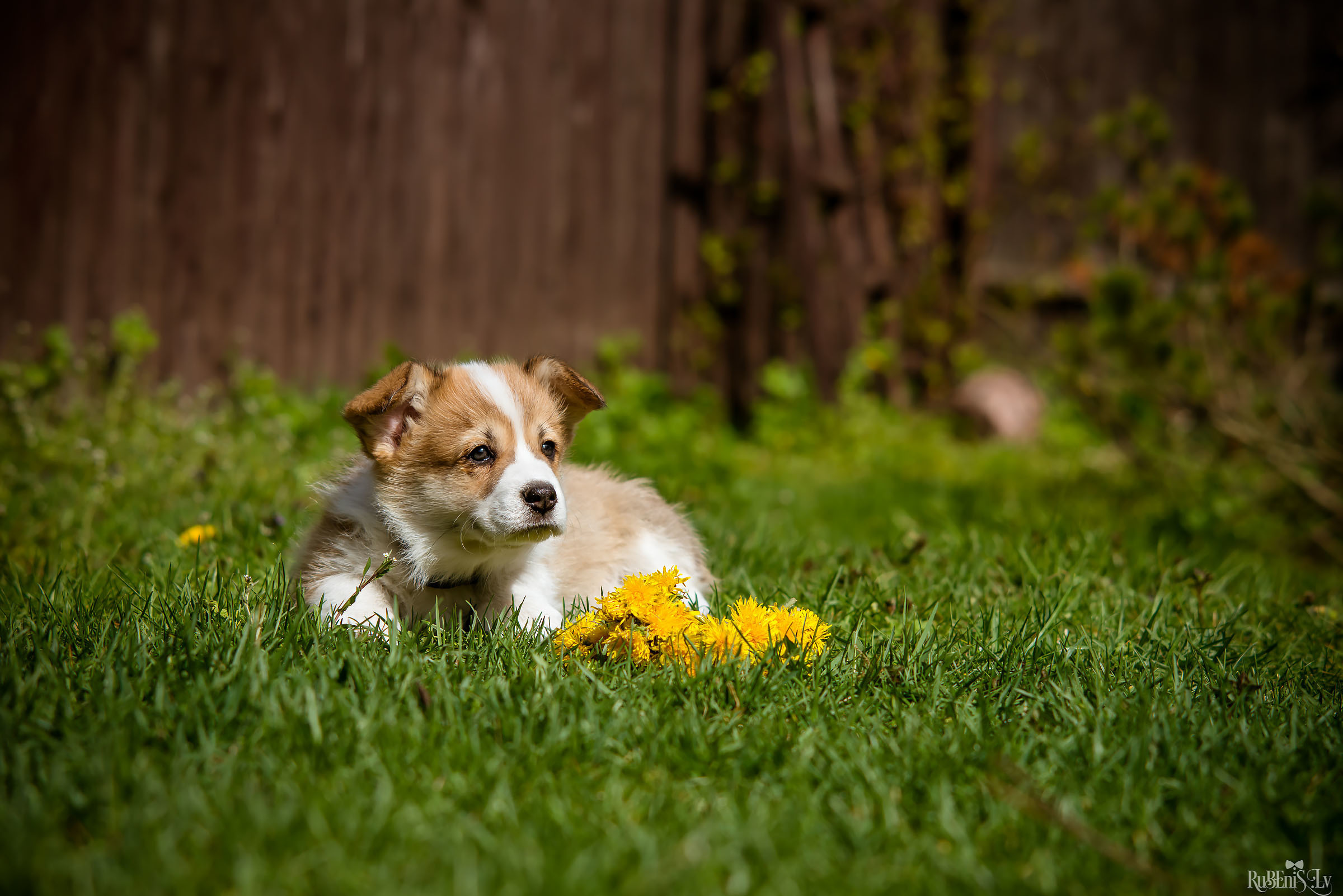 Анна и Марта / Корги и Гриффоны. Фотограф Ромуальд Рубенис и Артемий Сташанс