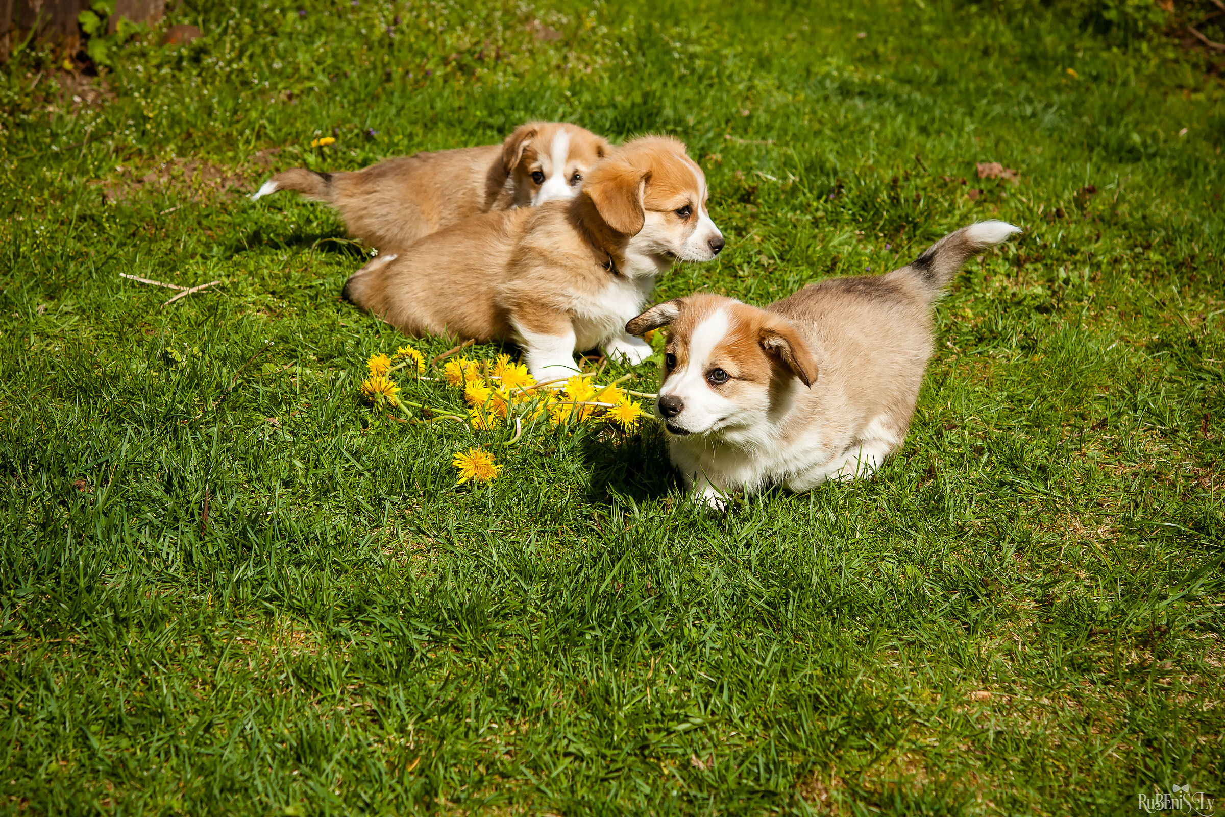 Анна и Марта / Корги и Гриффоны. Фотограф Ромуальд Рубенис и Артемий Сташанс