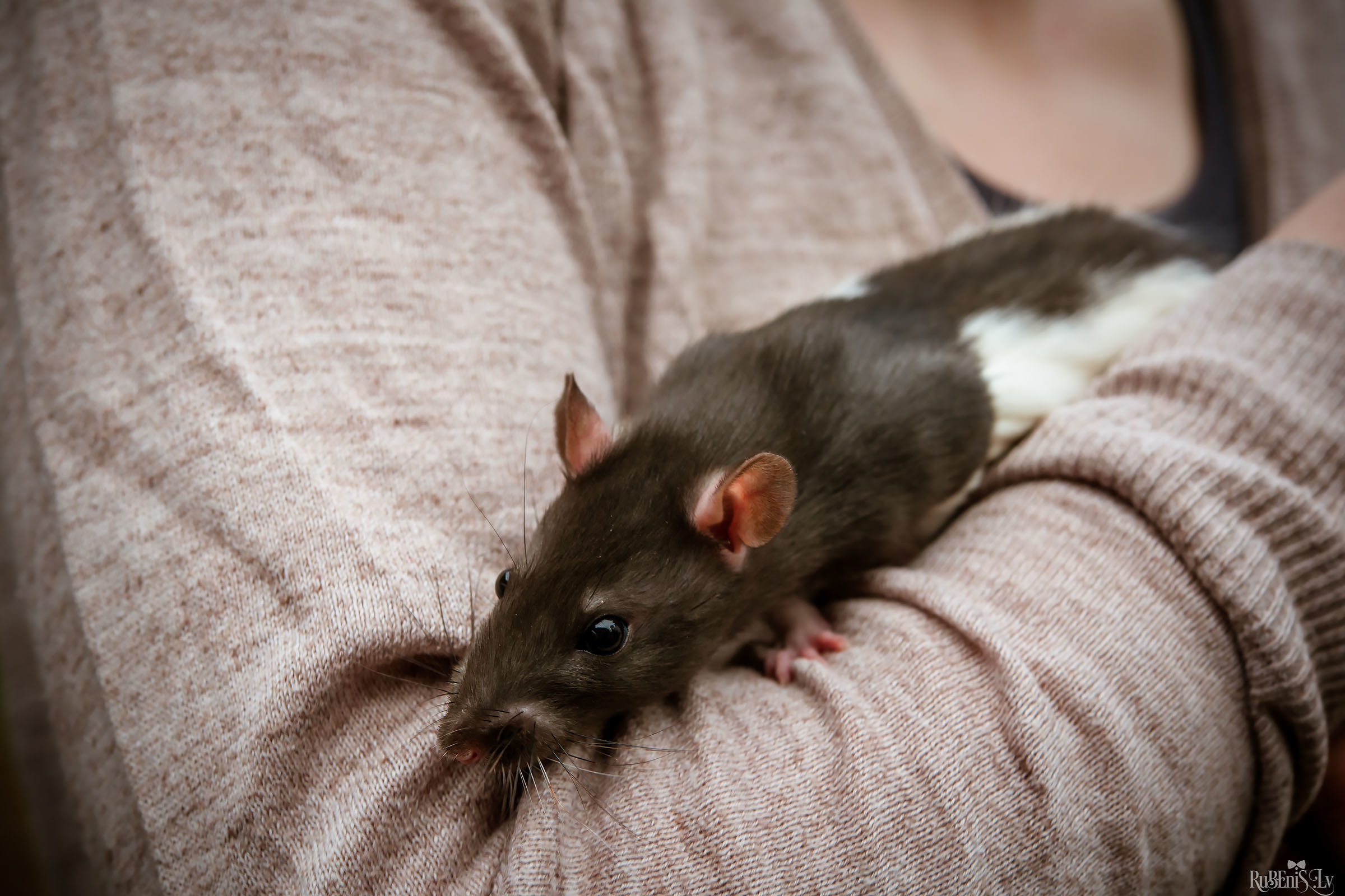 Анна и Марта / Корги и Гриффоны. Фотограф Ромуальд Рубенис и Артемий Сташанс