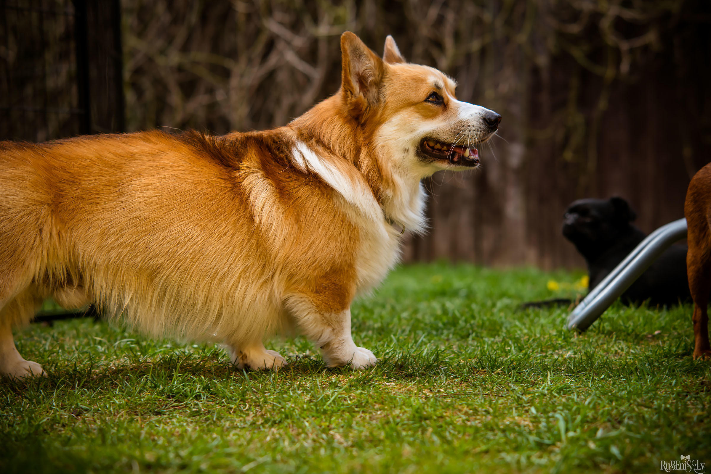 Анна и Марта / Корги и Гриффоны. Фотограф Ромуальд Рубенис и Артемий Сташанс