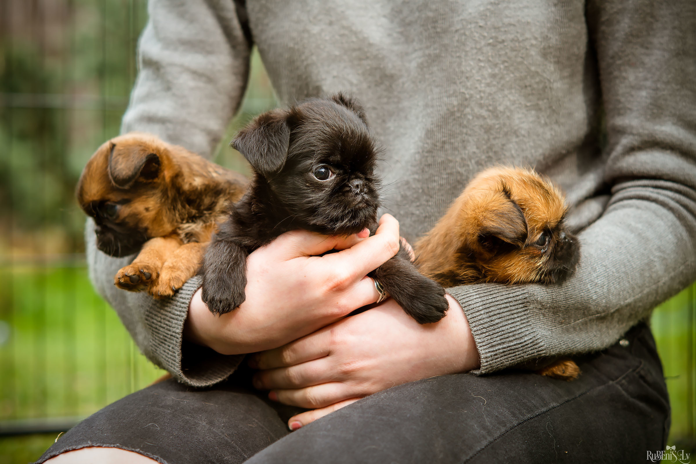 Анна и Марта / Корги и Гриффоны. Фотограф Ромуальд Рубенис и Артемий Сташанс