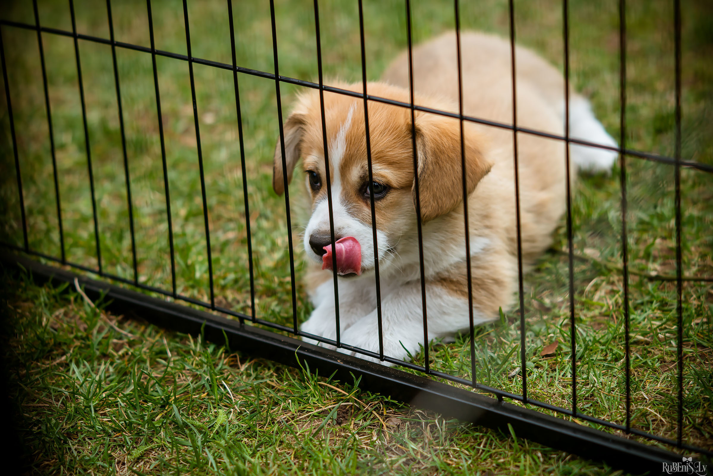 Анна и Марта / Корги и Гриффоны. Фотограф Ромуальд Рубенис и Артемий Сташанс