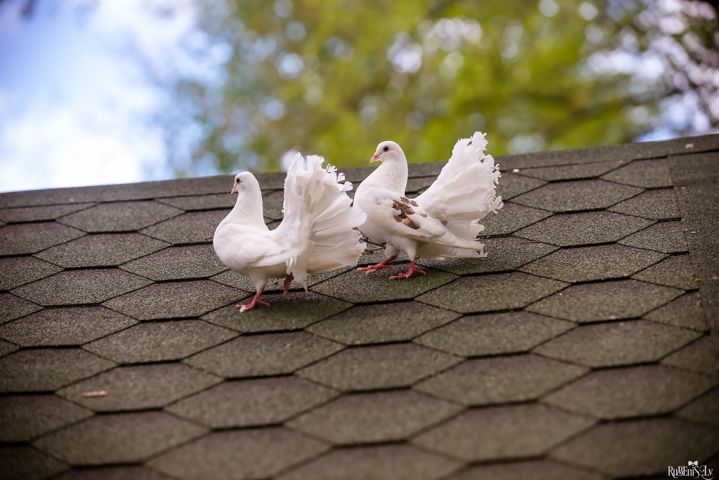 Julija un Edgars. Fotogrāfs Romualds Rubenis un Artemijs Stašāns