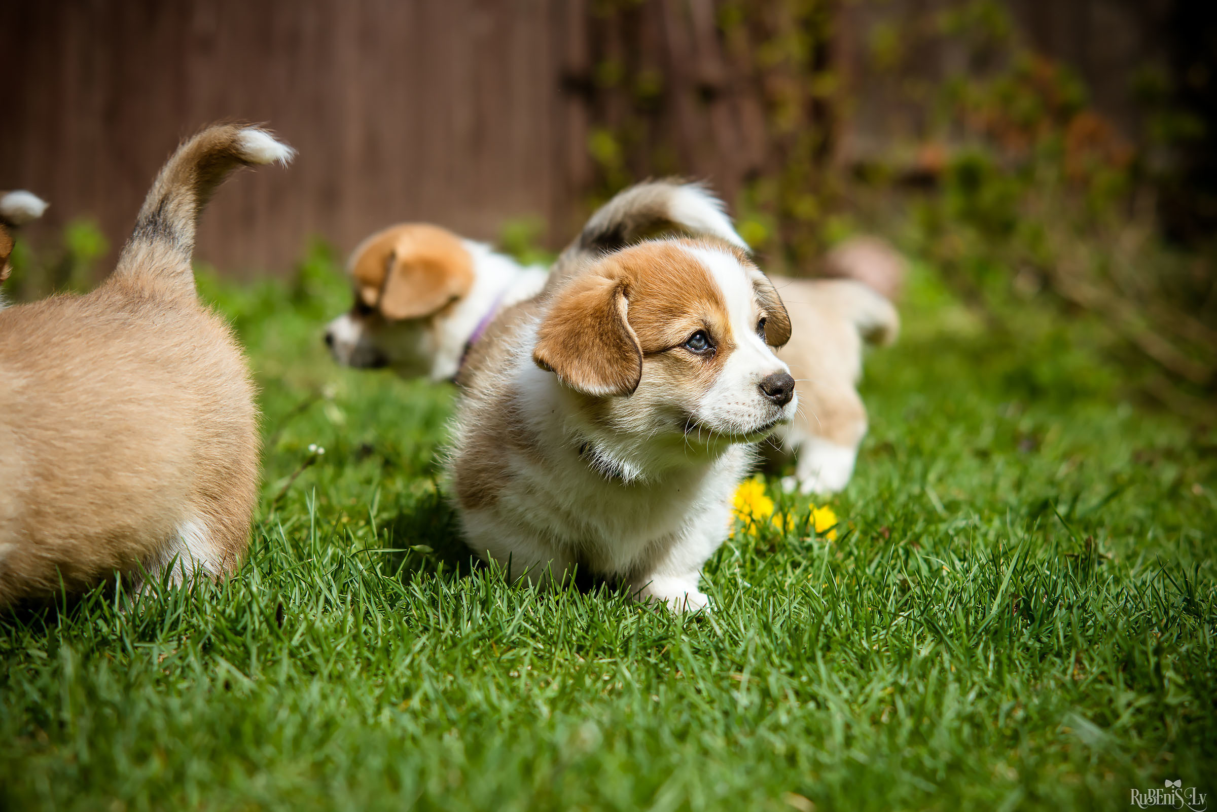 Анна и Марта / Корги и Гриффоны. Фотограф Ромуальд Рубенис и Артемий Сташанс