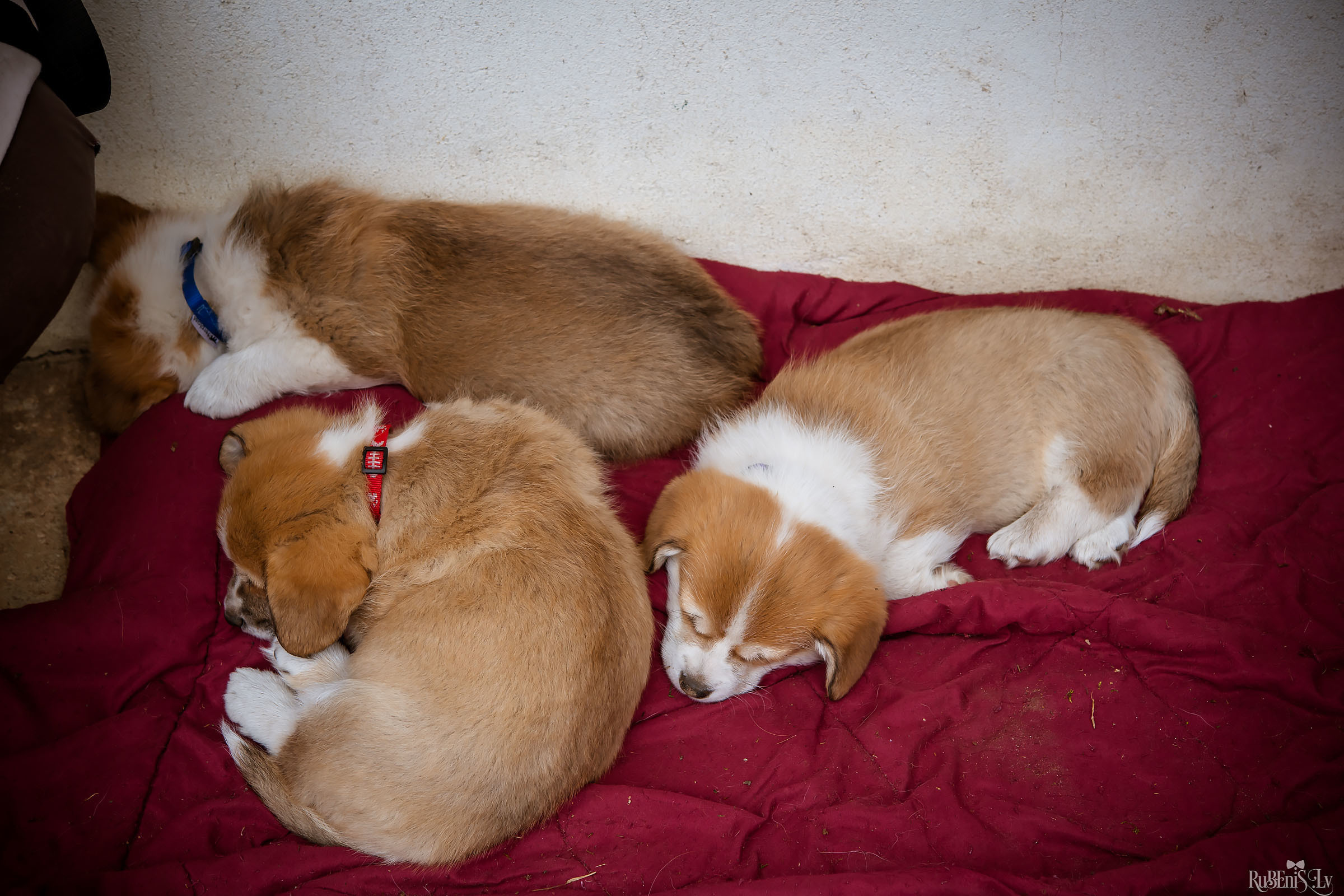 Анна и Марта / Корги и Гриффоны. Фотограф Ромуальд Рубенис и Артемий Сташанс