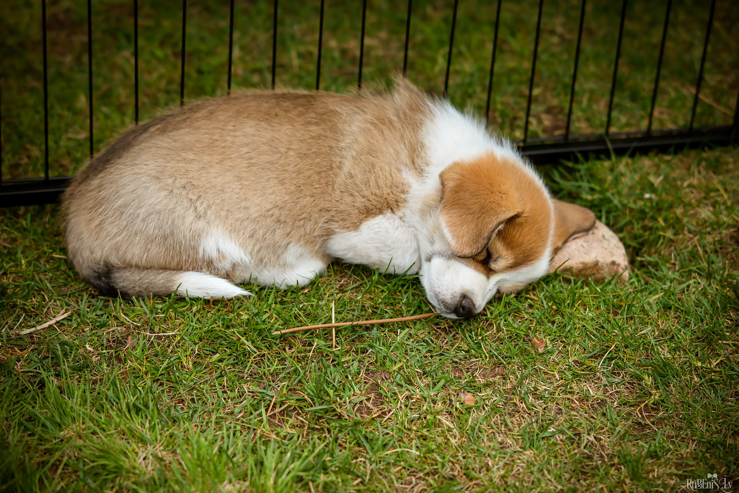 Анна и Марта / Корги и Гриффоны. Фотограф Ромуальд Рубенис и Артемий Сташанс