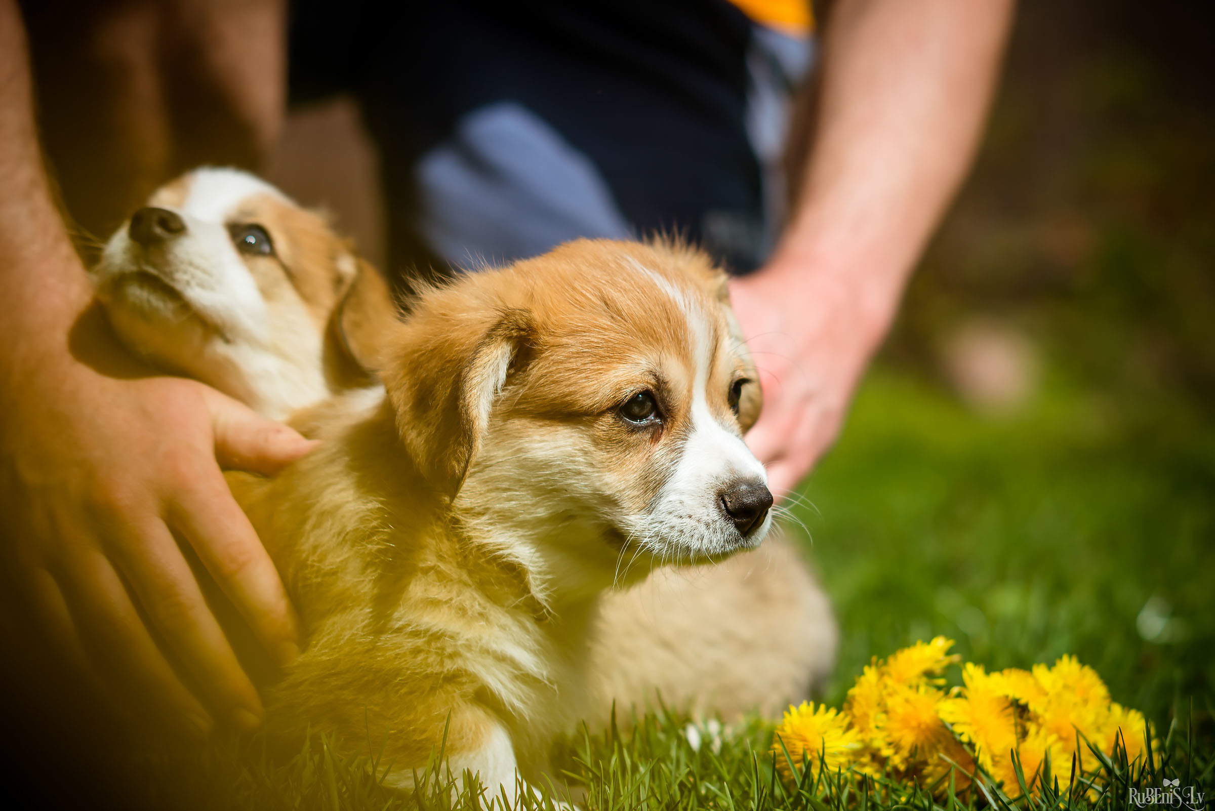 Анна и Марта / Корги и Гриффоны. Фотограф Ромуальд Рубенис и Артемий Сташанс