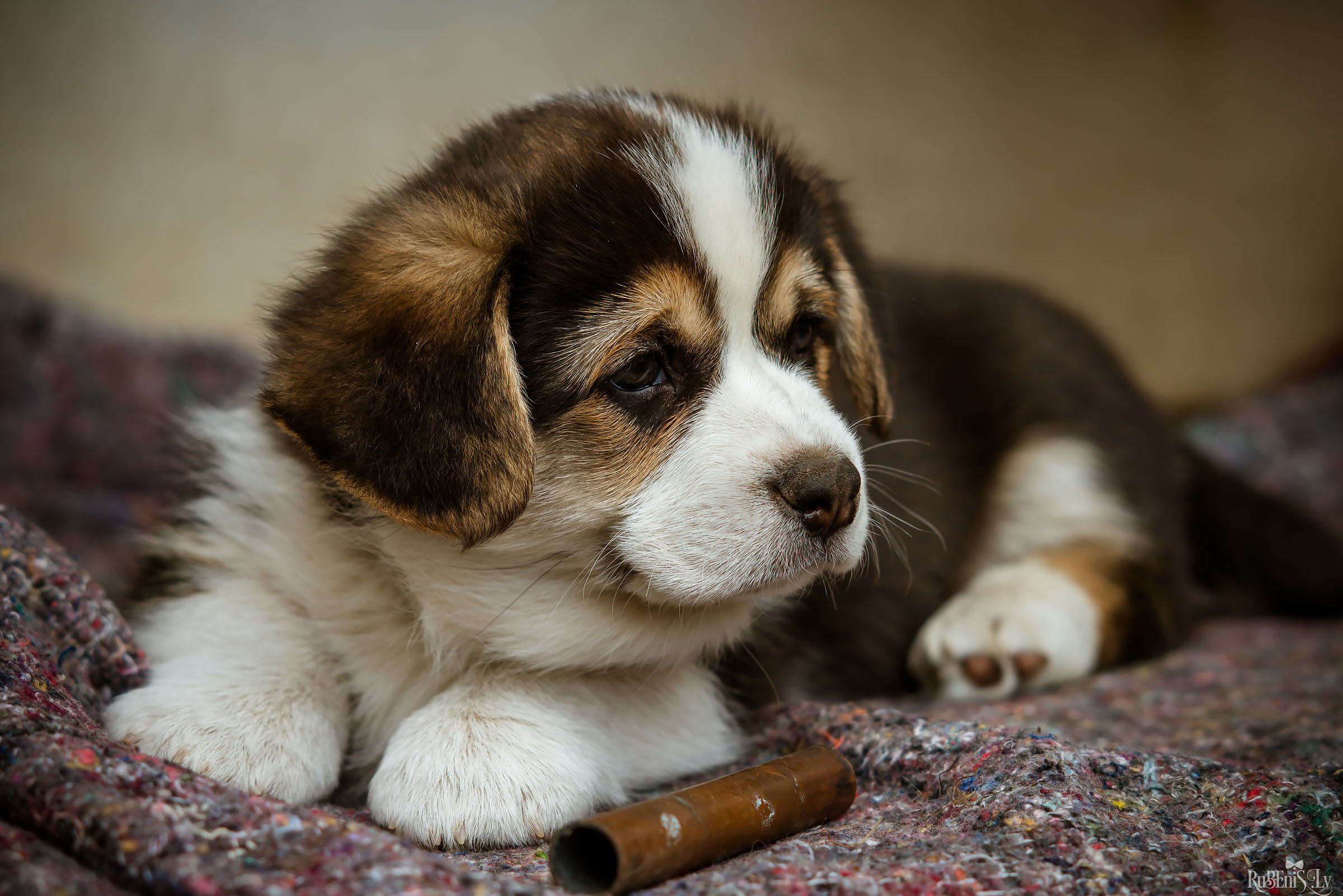 Анна и Марта / Корги и Гриффоны. Фотограф Ромуальд Рубенис и Артемий Сташанс