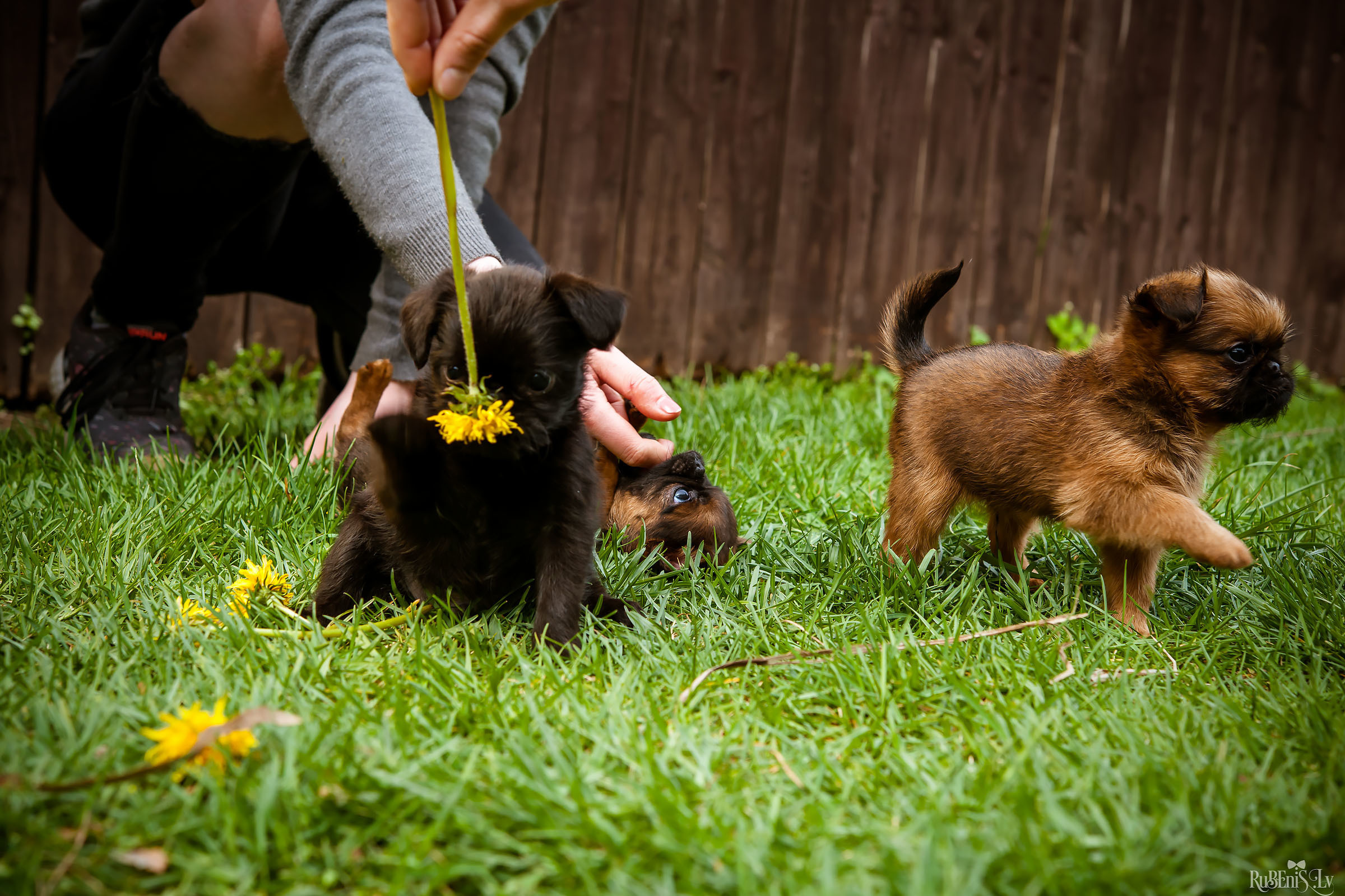 Анна и Марта / Корги и Гриффоны. Фотограф Ромуальд Рубенис и Артемий Сташанс