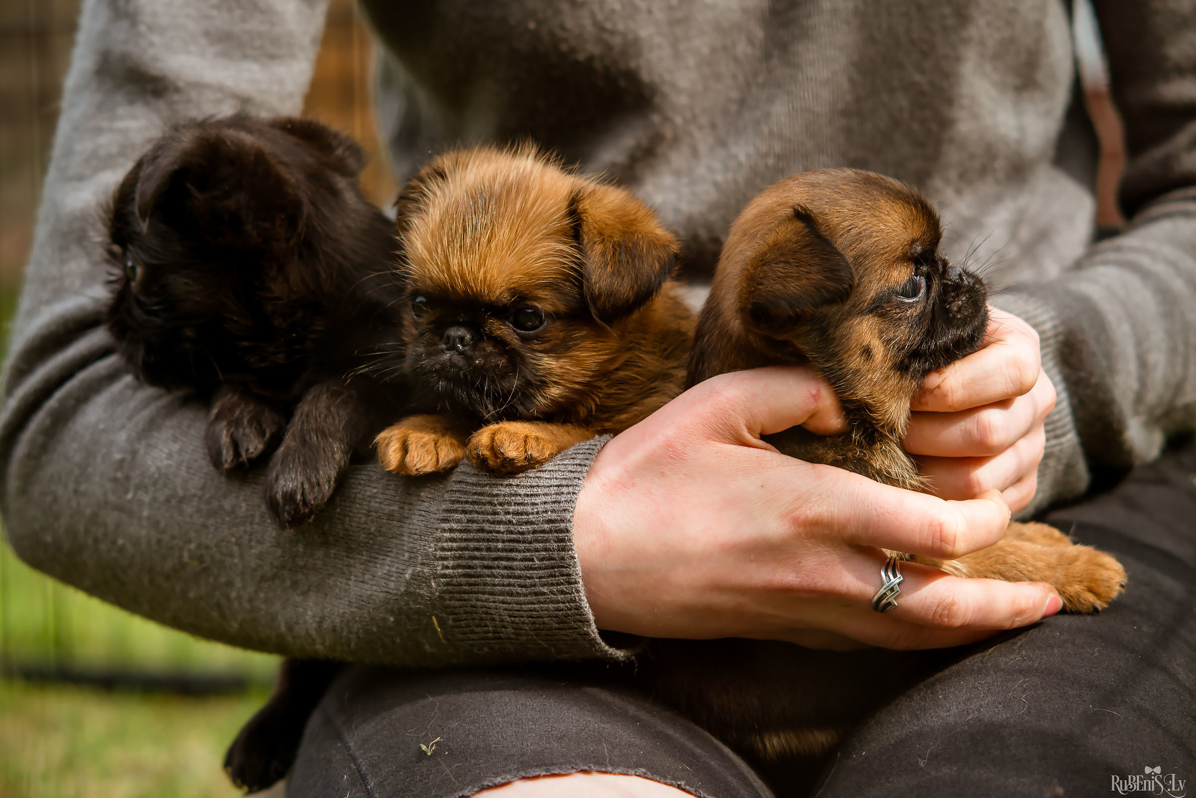 Анна и Марта / Корги и Гриффоны. Фотограф Ромуальд Рубенис и Артемий Сташанс