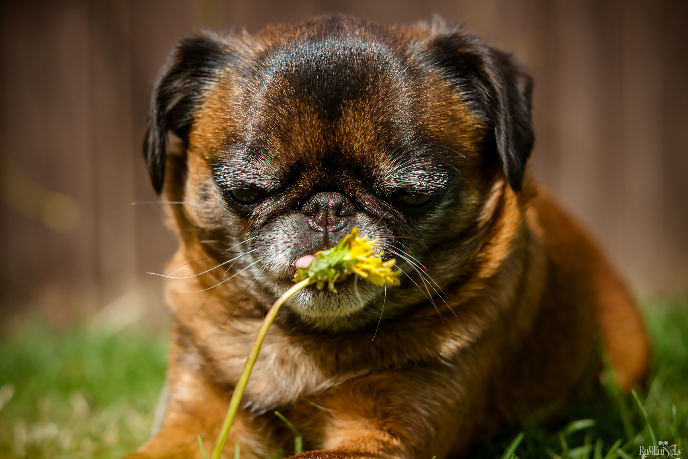 Анна и Марта / Корги и Гриффоны. Фотограф Ромуальд Рубенис и Артемий Сташанс