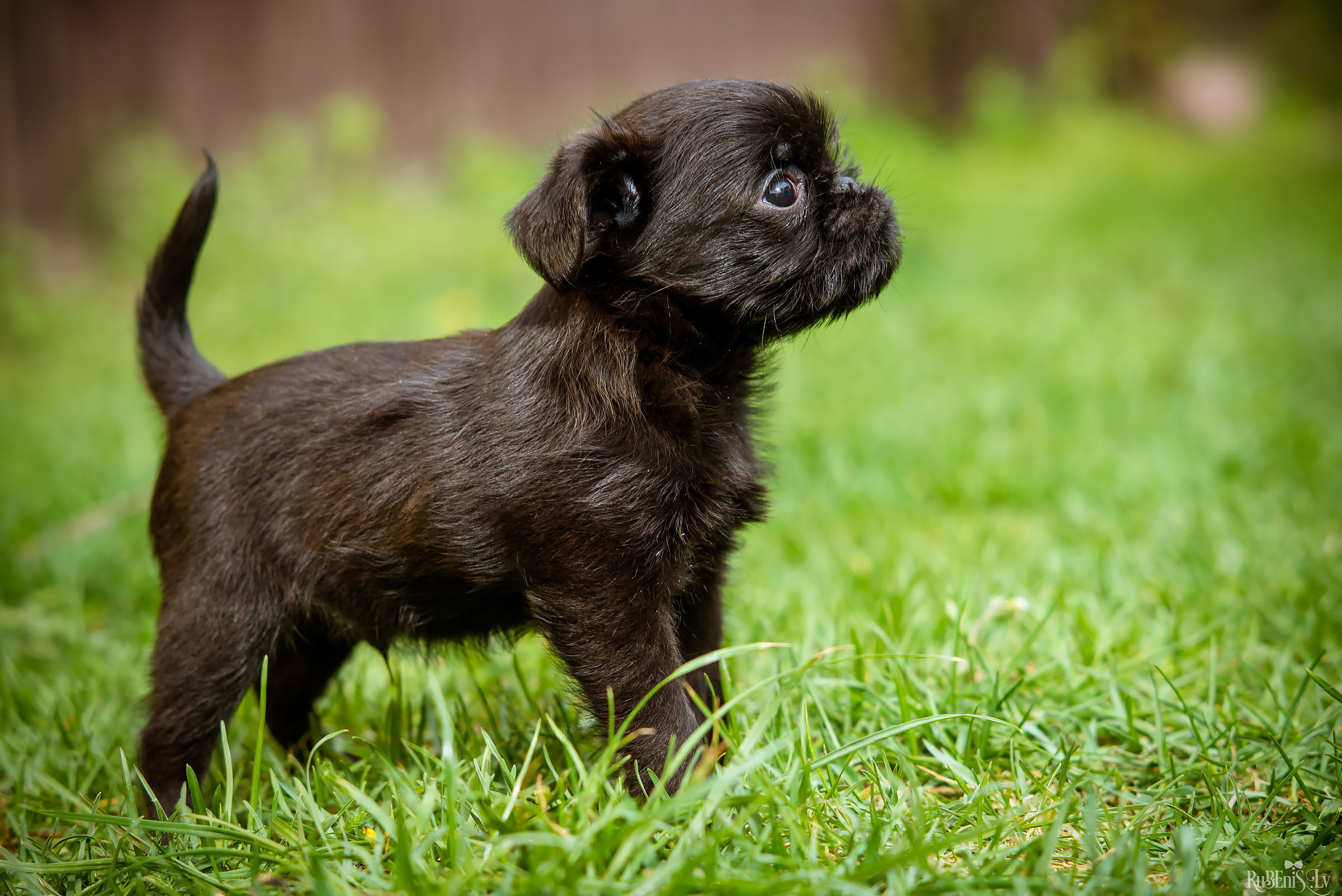 Анна и Марта / Корги и Гриффоны. Фотограф Ромуальд Рубенис и Артемий Сташанс