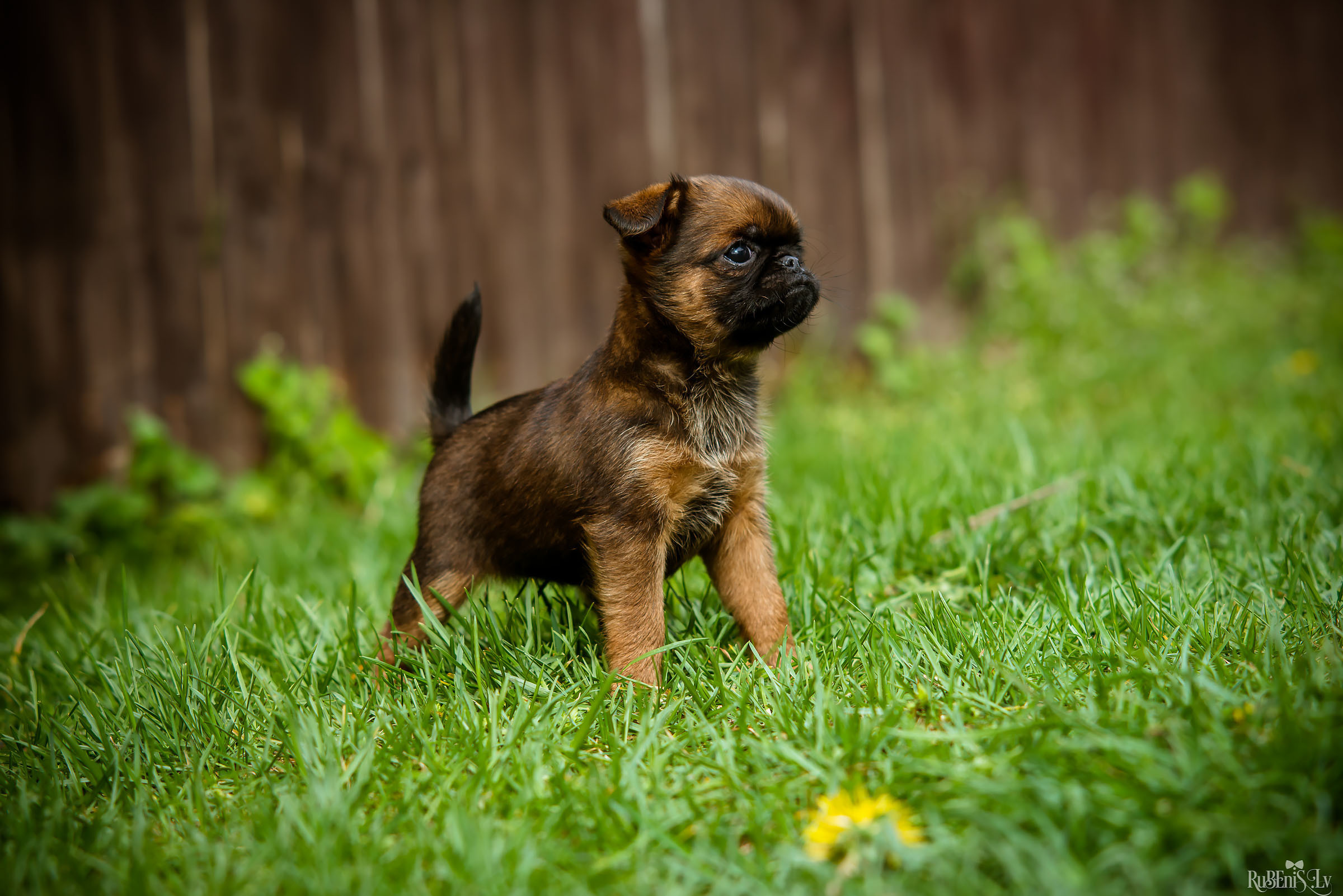 Анна и Марта / Корги и Гриффоны. Фотограф Ромуальд Рубенис и Артемий Сташанс