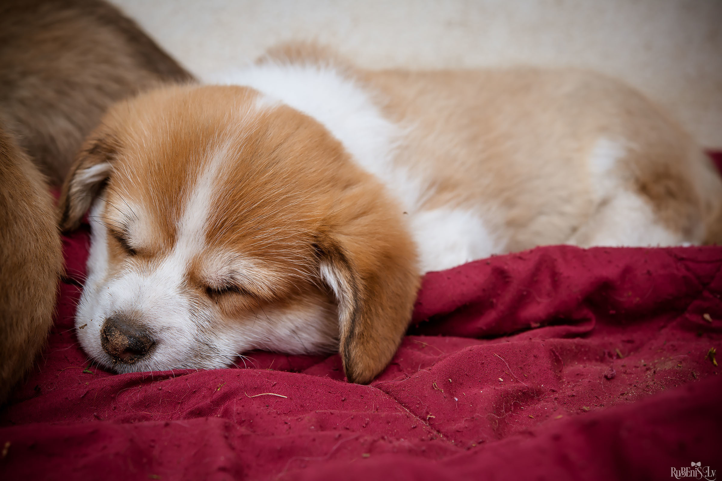 Анна и Марта / Корги и Гриффоны. Фотограф Ромуальд Рубенис и Артемий Сташанс