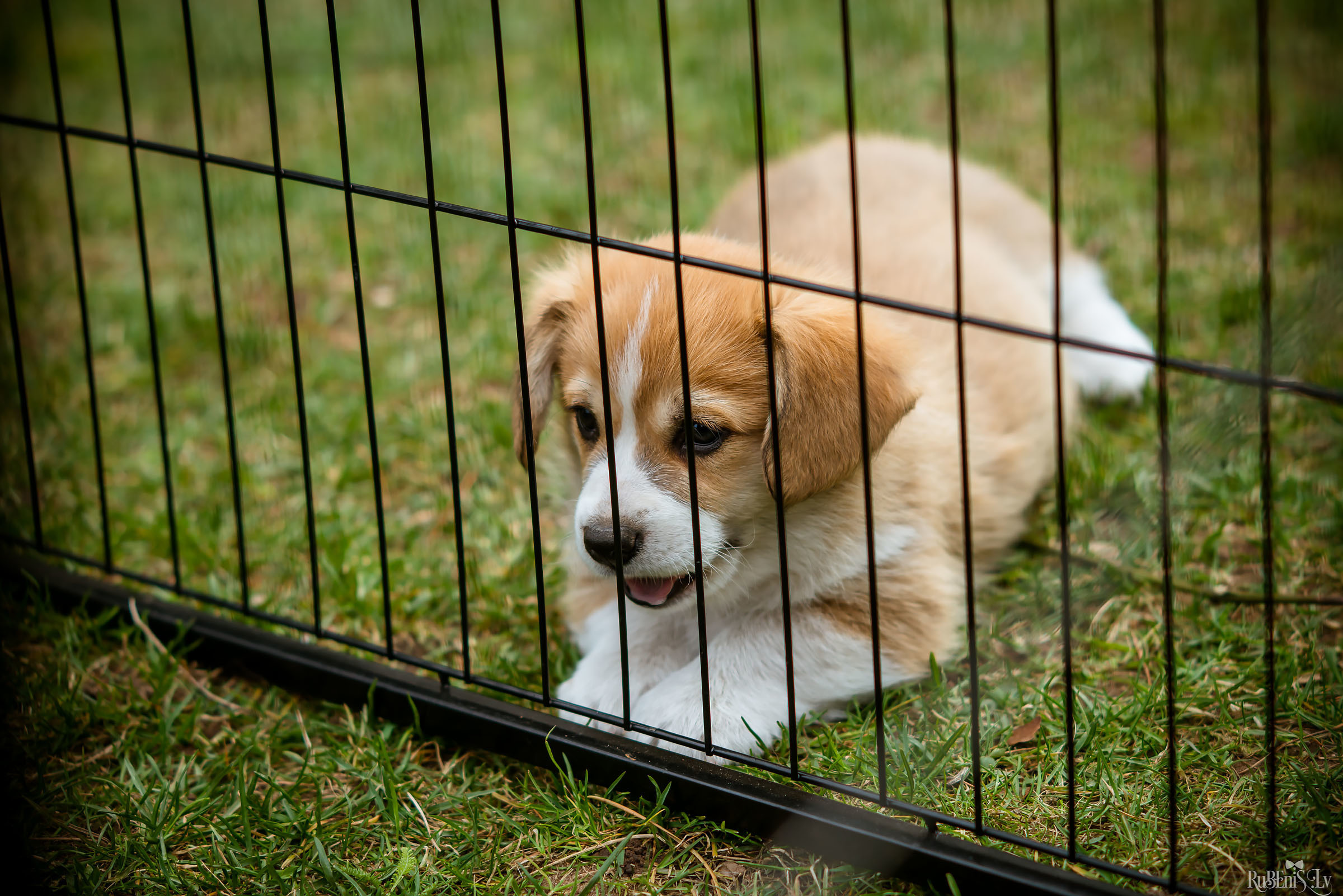 Анна и Марта / Корги и Гриффоны. Фотограф Ромуальд Рубенис и Артемий Сташанс