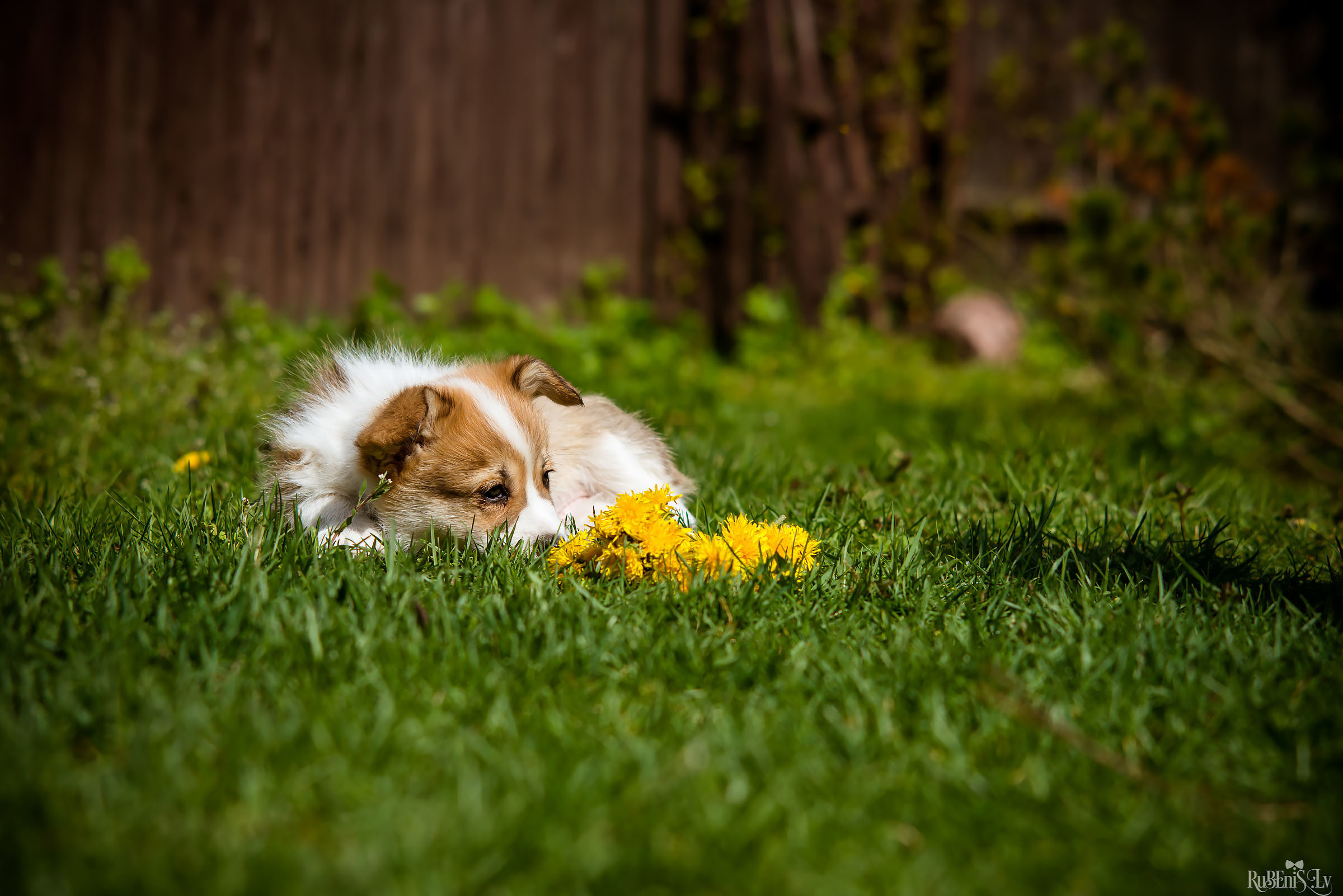 Анна и Марта / Корги и Гриффоны. Фотограф Ромуальд Рубенис и Артемий Сташанс