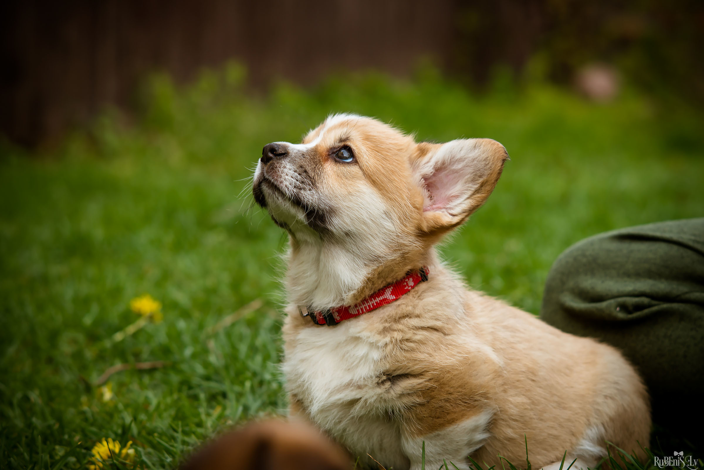 Анна и Марта / Корги и Гриффоны. Фотограф Ромуальд Рубенис и Артемий Сташанс