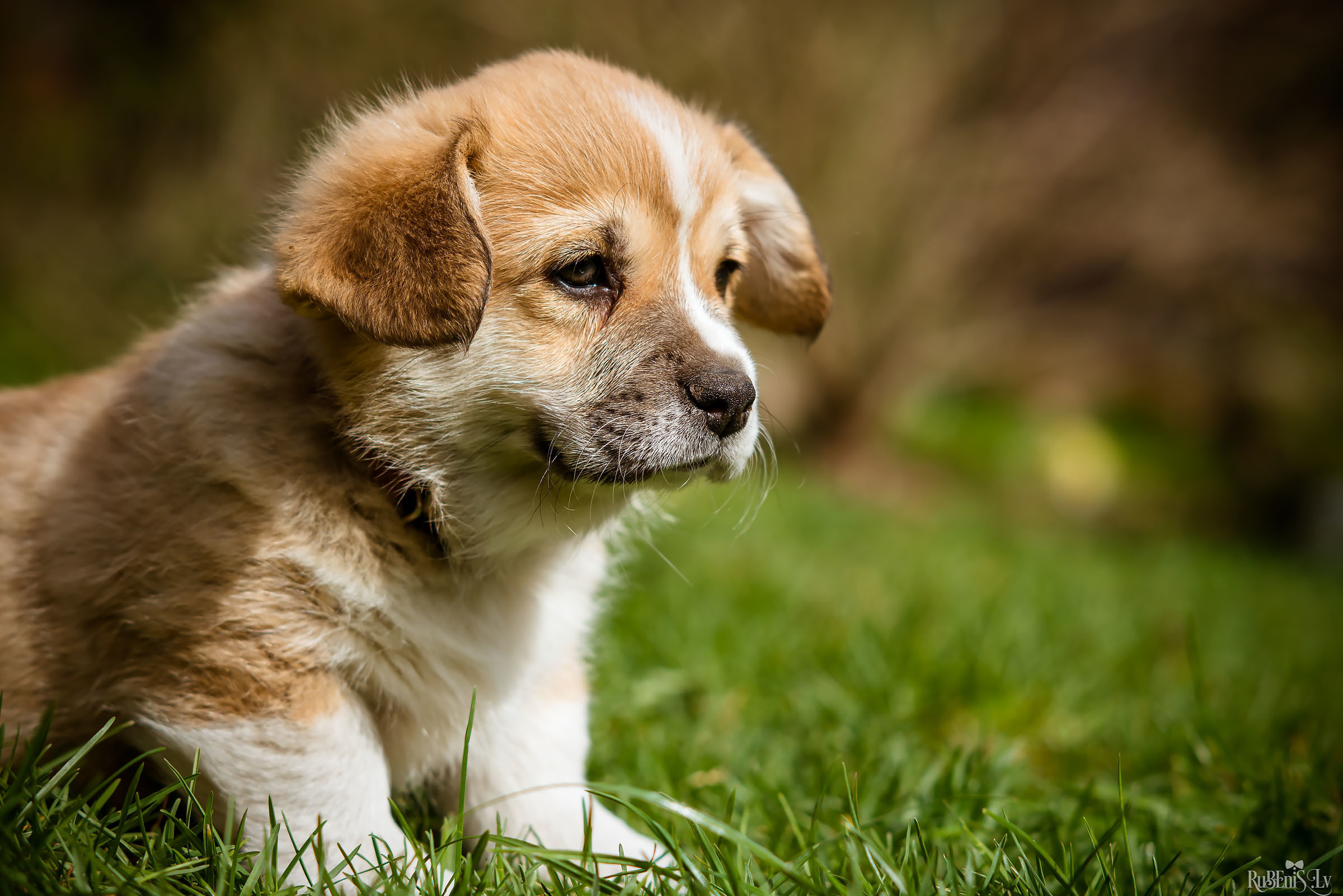 Анна и Марта / Корги и Гриффоны. Фотограф Ромуальд Рубенис и Артемий Сташанс