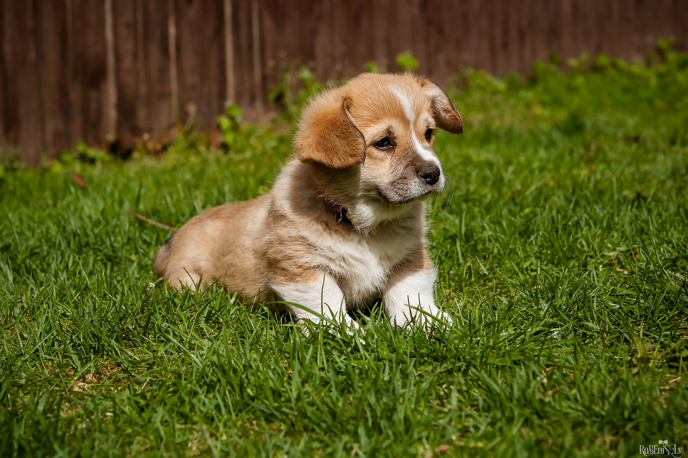 Анна и Марта / Корги и Гриффоны. Фотограф Ромуальд Рубенис и Артемий Сташанс