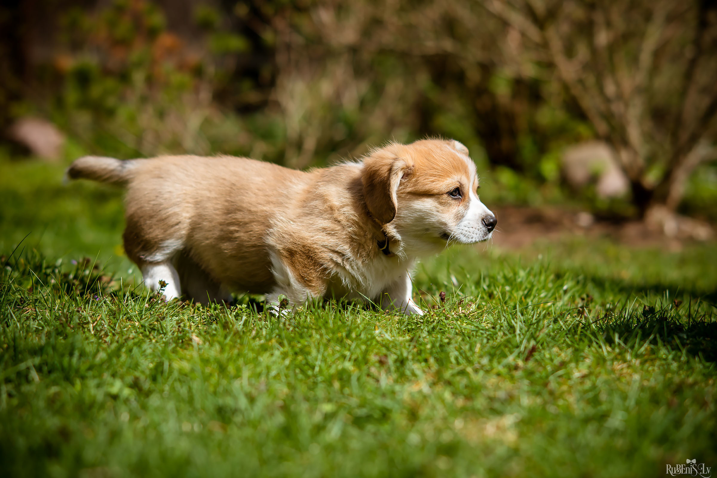 Анна и Марта / Корги и Гриффоны. Фотограф Ромуальд Рубенис и Артемий Сташанс