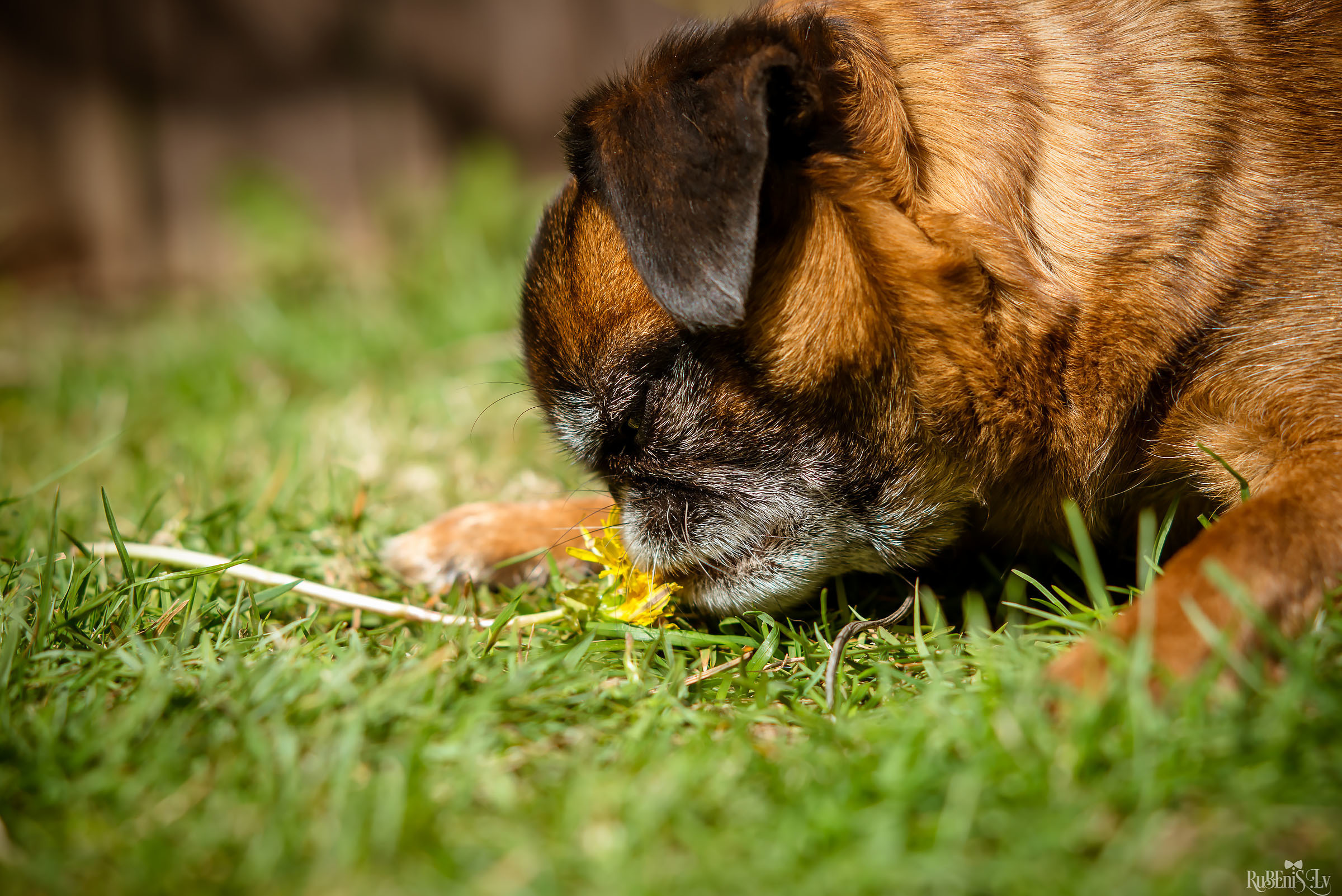Анна и Марта / Корги и Гриффоны. Фотограф Ромуальд Рубенис и Артемий Сташанс