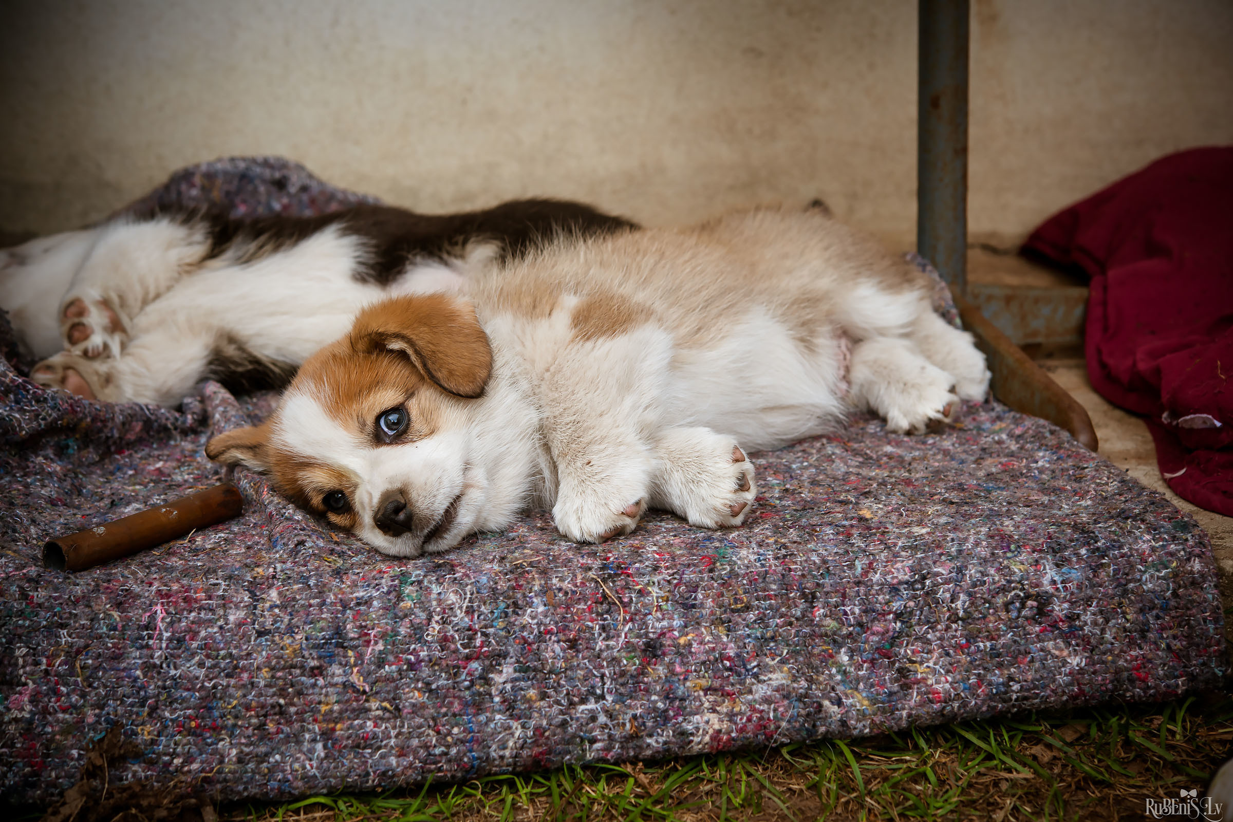 Анна и Марта / Корги и Гриффоны. Фотограф Ромуальд Рубенис и Артемий Сташанс