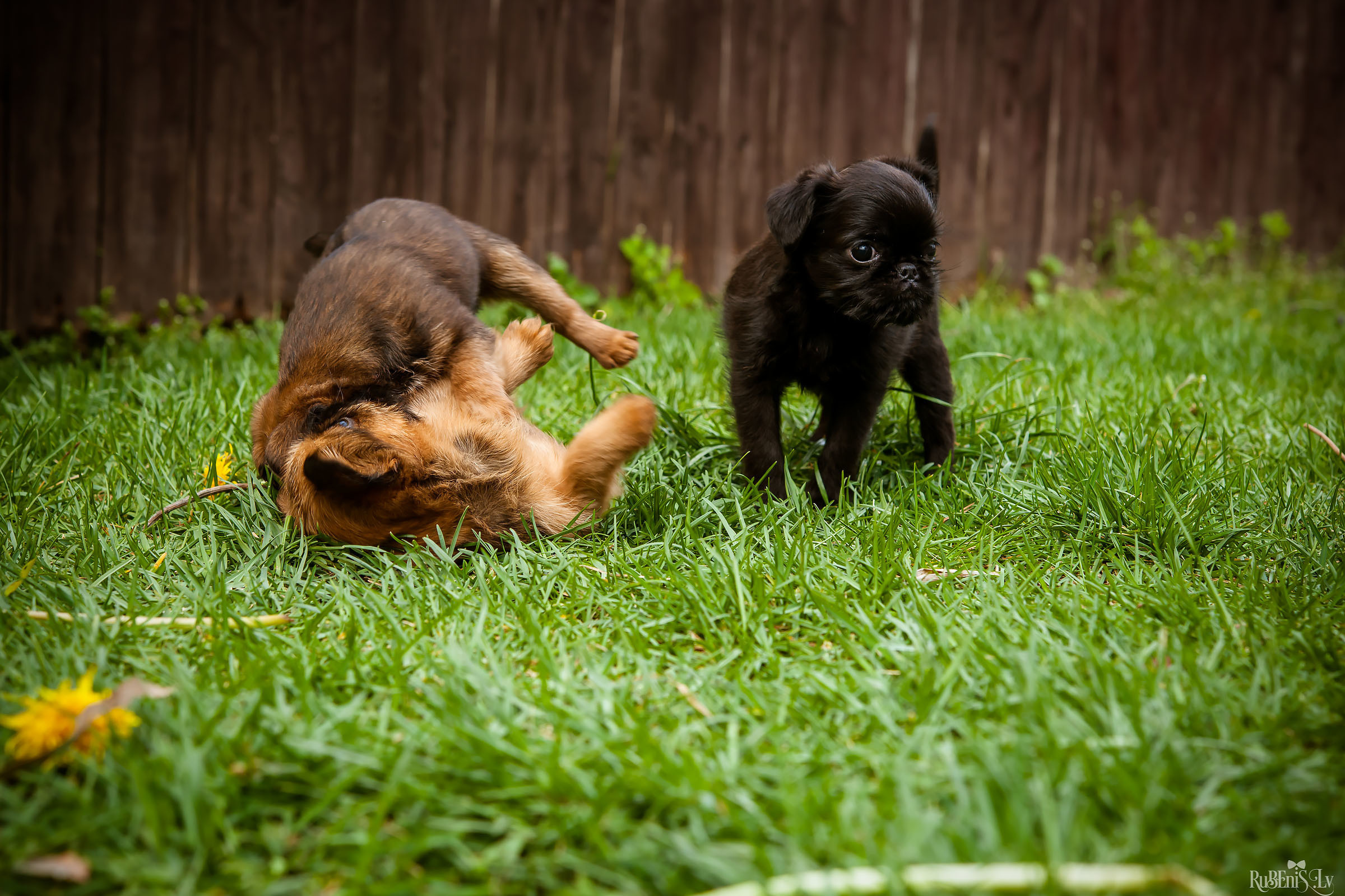Анна и Марта / Корги и Гриффоны. Фотограф Ромуальд Рубенис и Артемий Сташанс