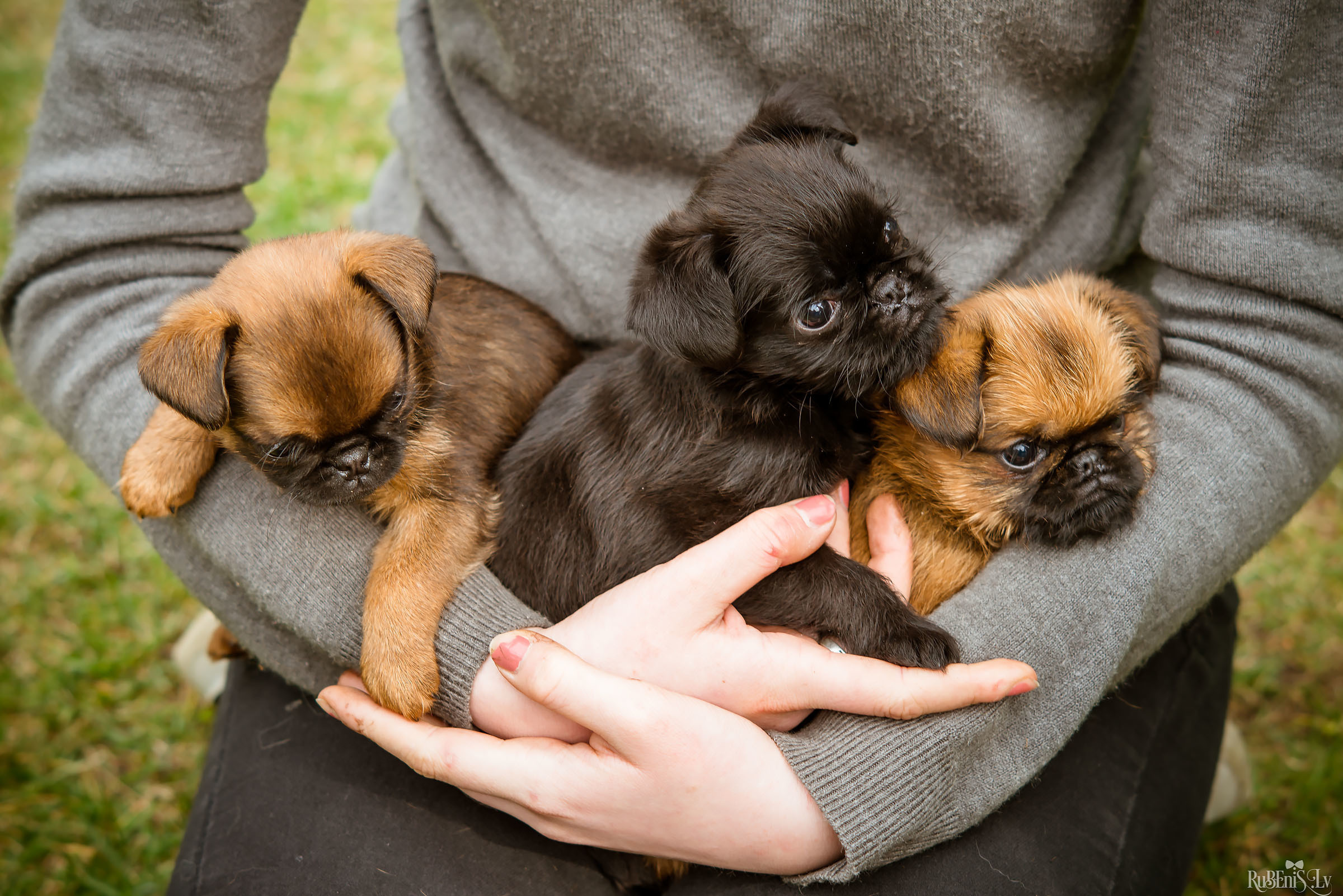 Анна и Марта / Корги и Гриффоны. Фотограф Ромуальд Рубенис и Артемий Сташанс