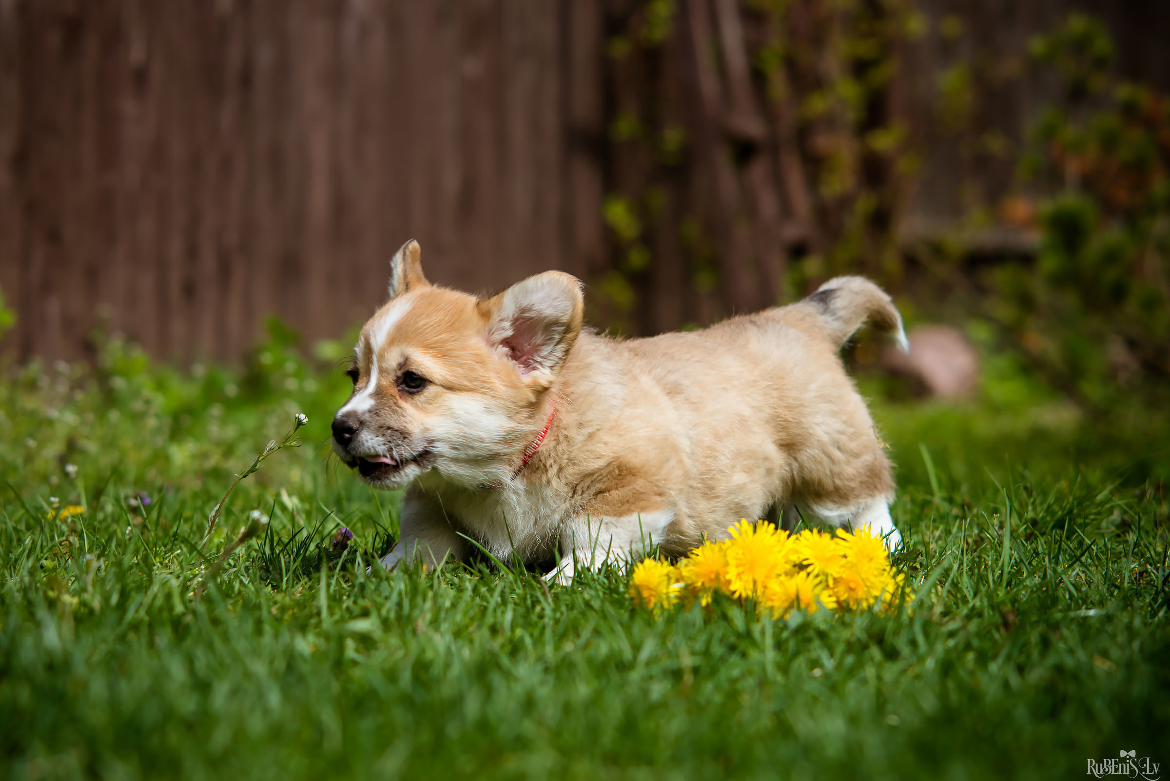 Анна и Марта / Корги и Гриффоны. Фотограф Ромуальд Рубенис и Артемий Сташанс
