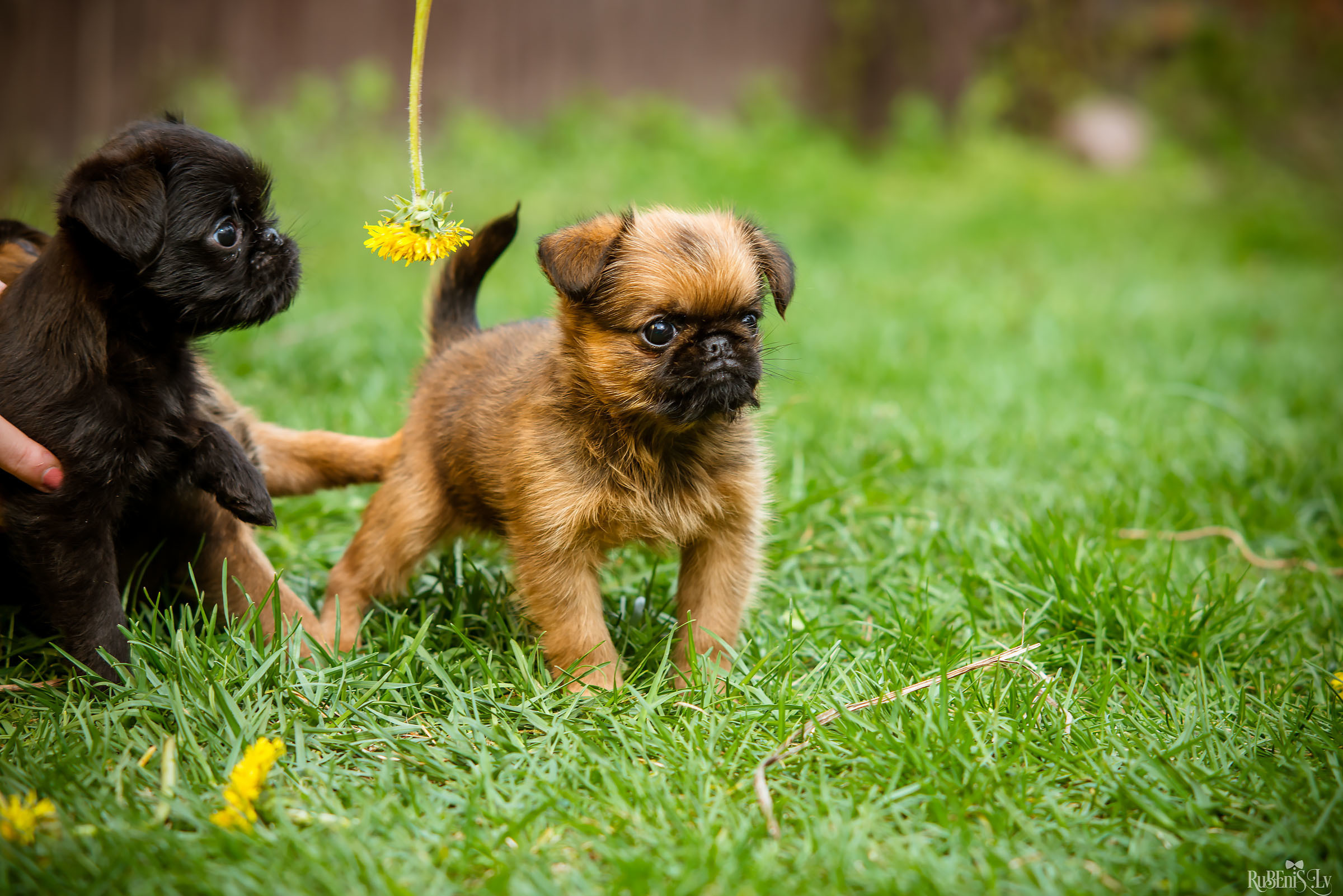 Анна и Марта / Корги и Гриффоны. Фотограф Ромуальд Рубенис и Артемий Сташанс