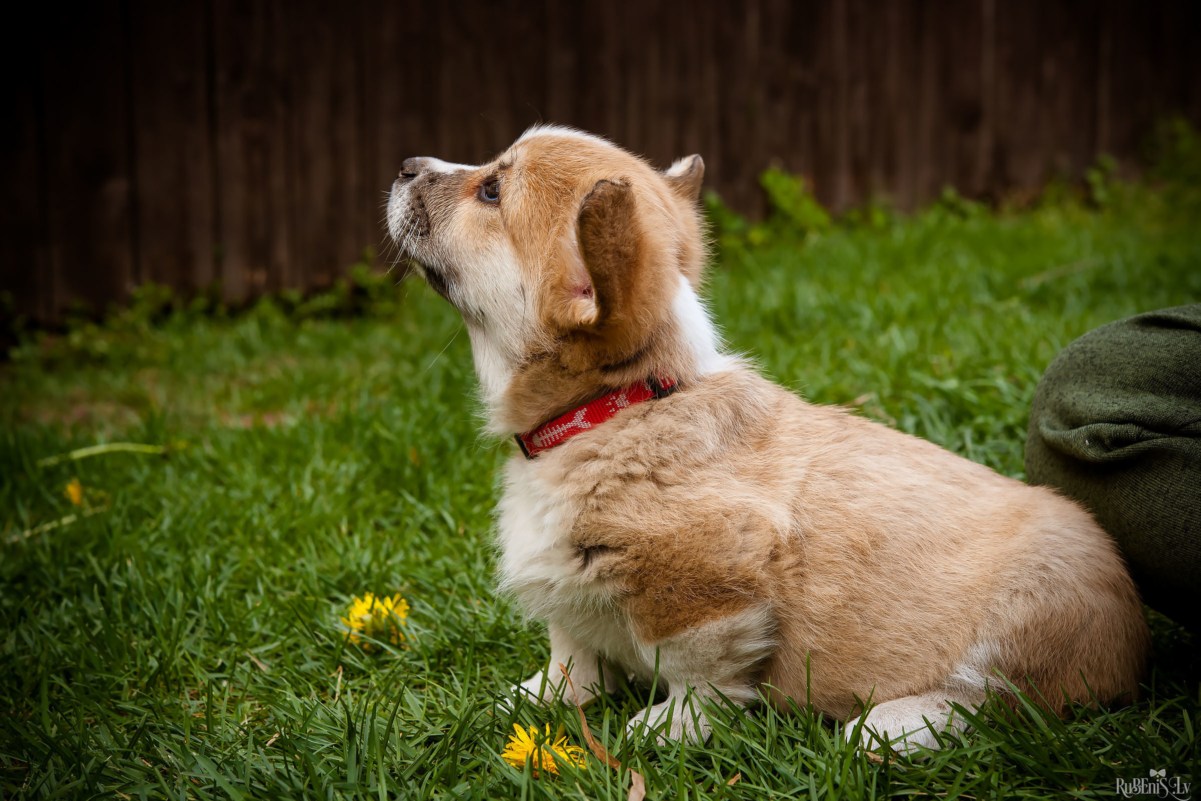 Анна и Марта / Корги и Гриффоны. Фотограф Ромуальд Рубенис и Артемий Сташанс