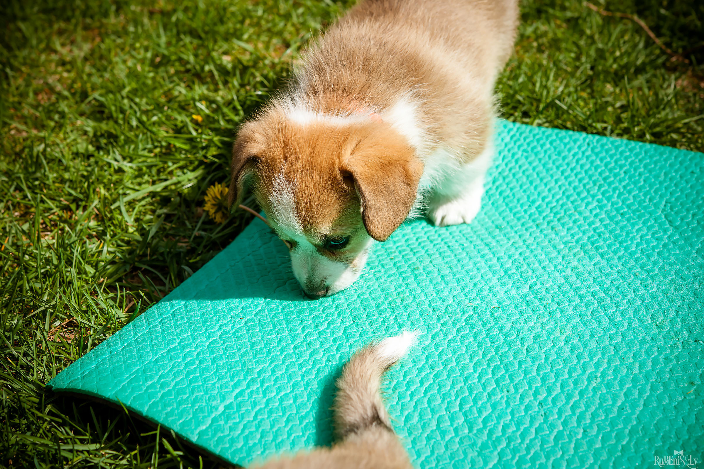 Анна и Марта / Корги и Гриффоны. Фотограф Ромуальд Рубенис и Артемий Сташанс