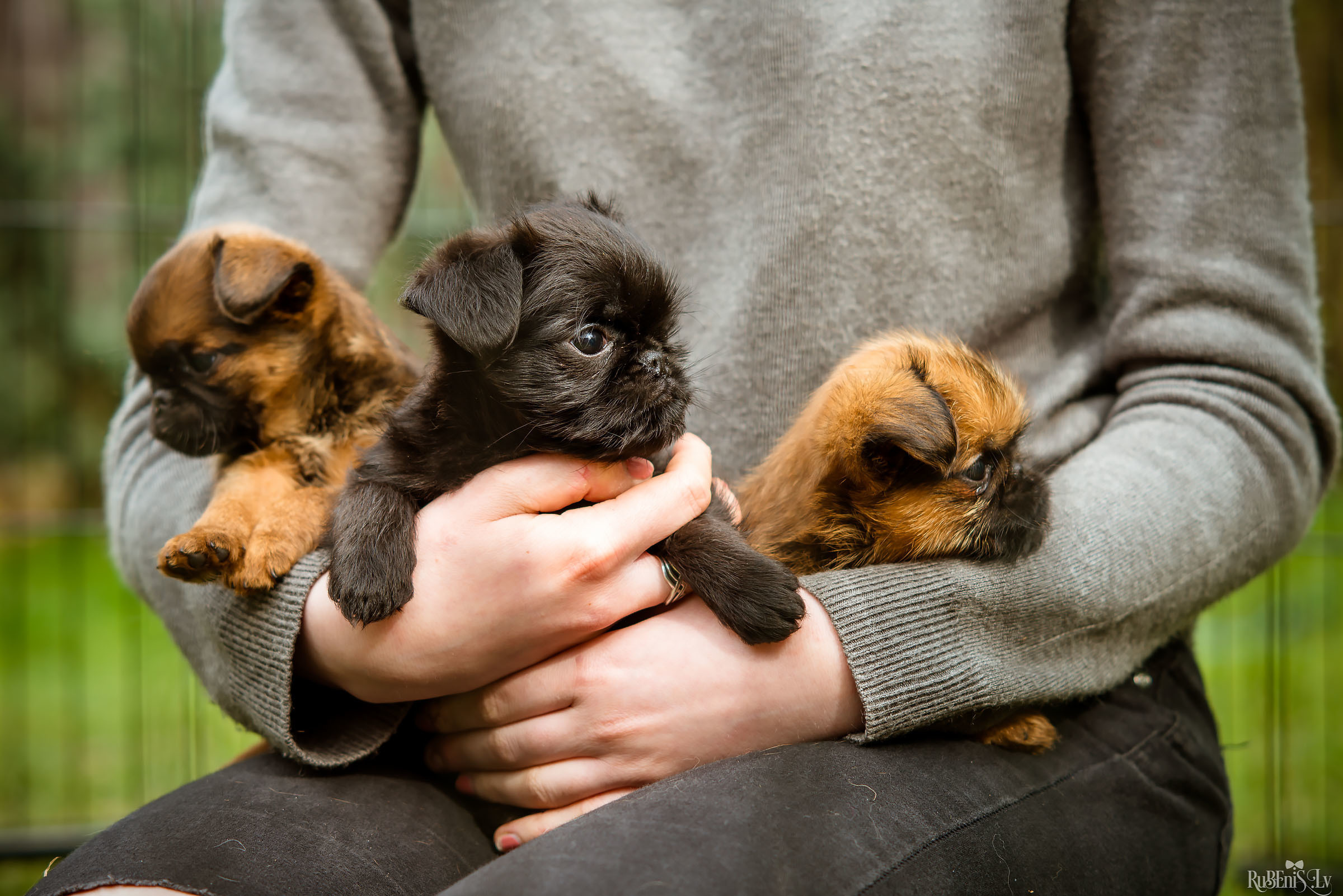 Анна и Марта / Корги и Гриффоны. Фотограф Ромуальд Рубенис и Артемий Сташанс