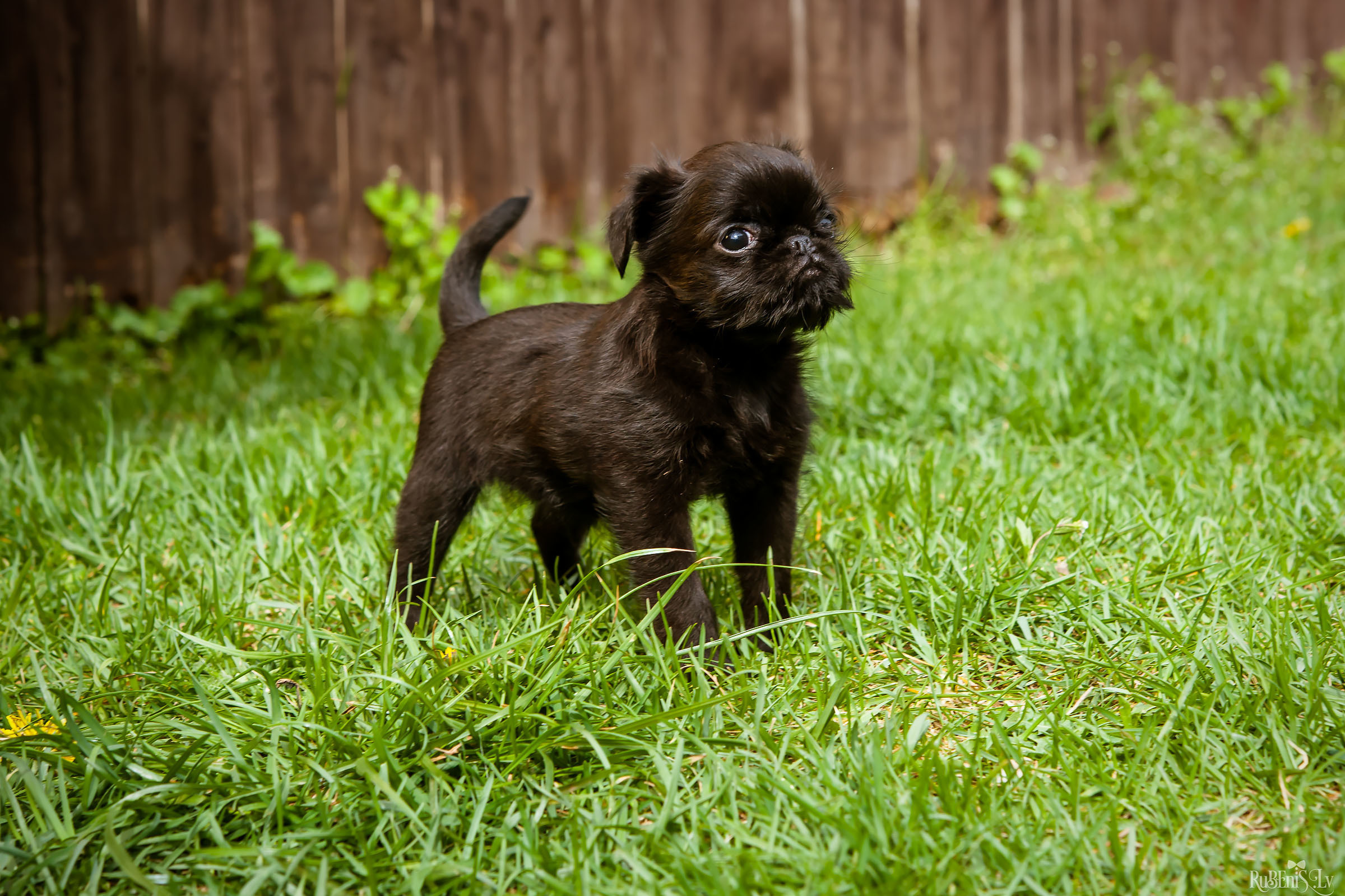Анна и Марта / Корги и Гриффоны. Фотограф Ромуальд Рубенис и Артемий Сташанс
