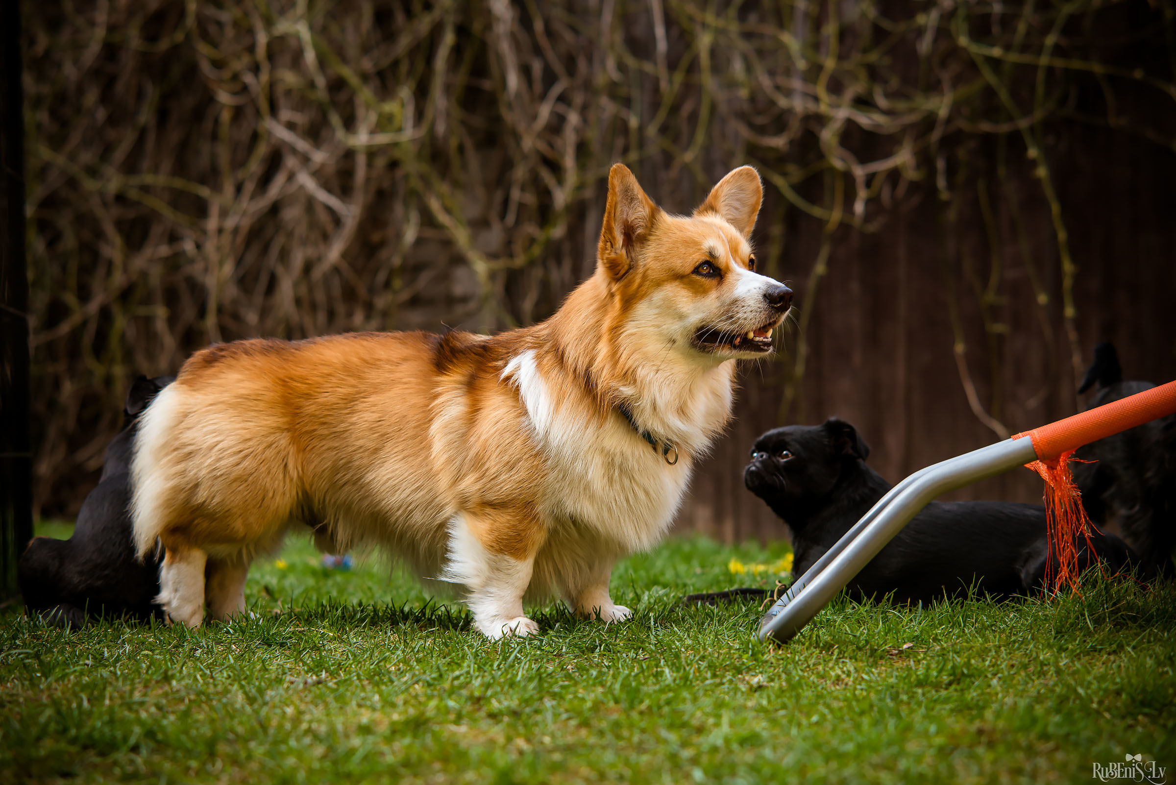 Анна и Марта / Корги и Гриффоны. Фотограф Ромуальд Рубенис и Артемий Сташанс