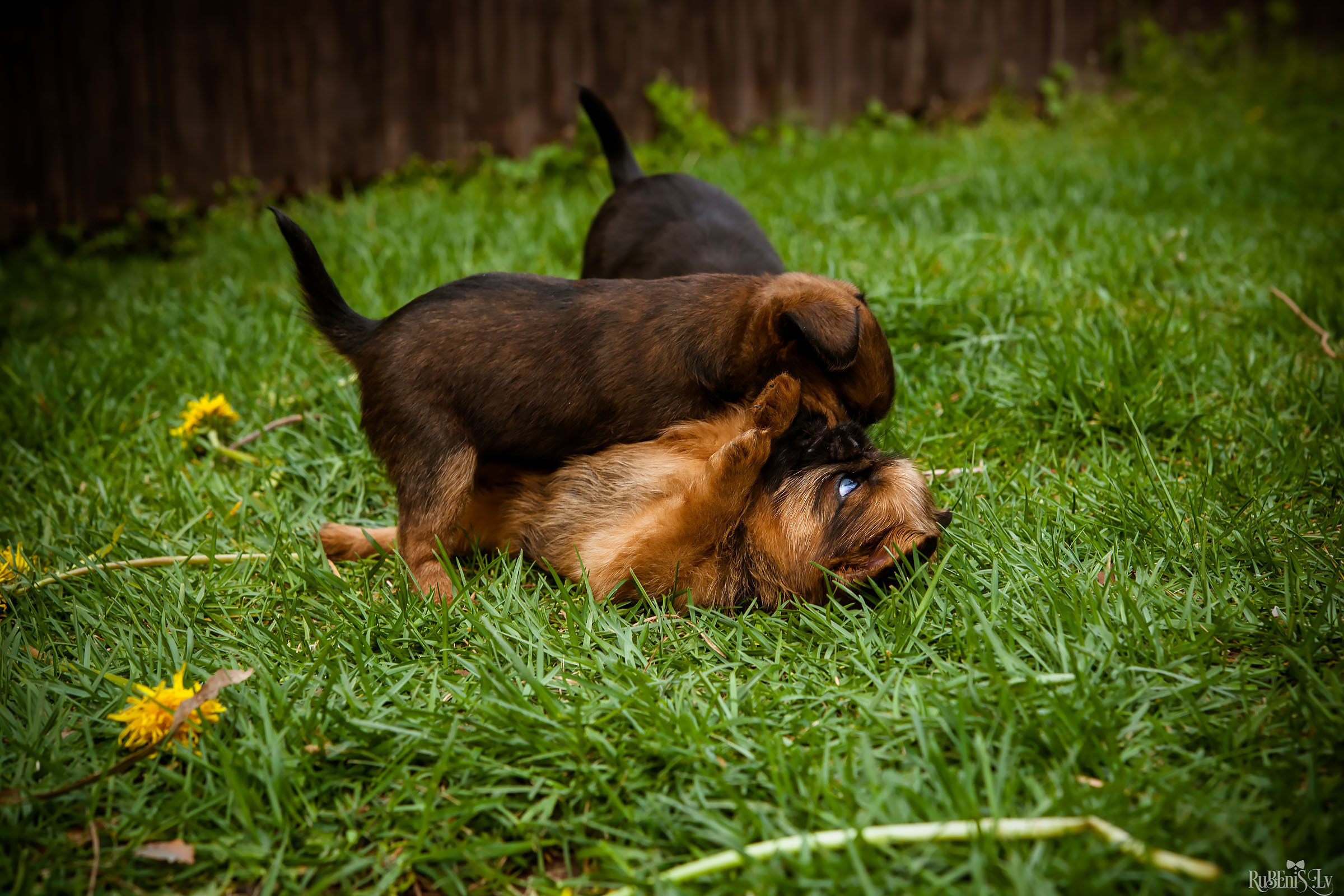Анна и Марта / Корги и Гриффоны. Фотограф Ромуальд Рубенис и Артемий Сташанс