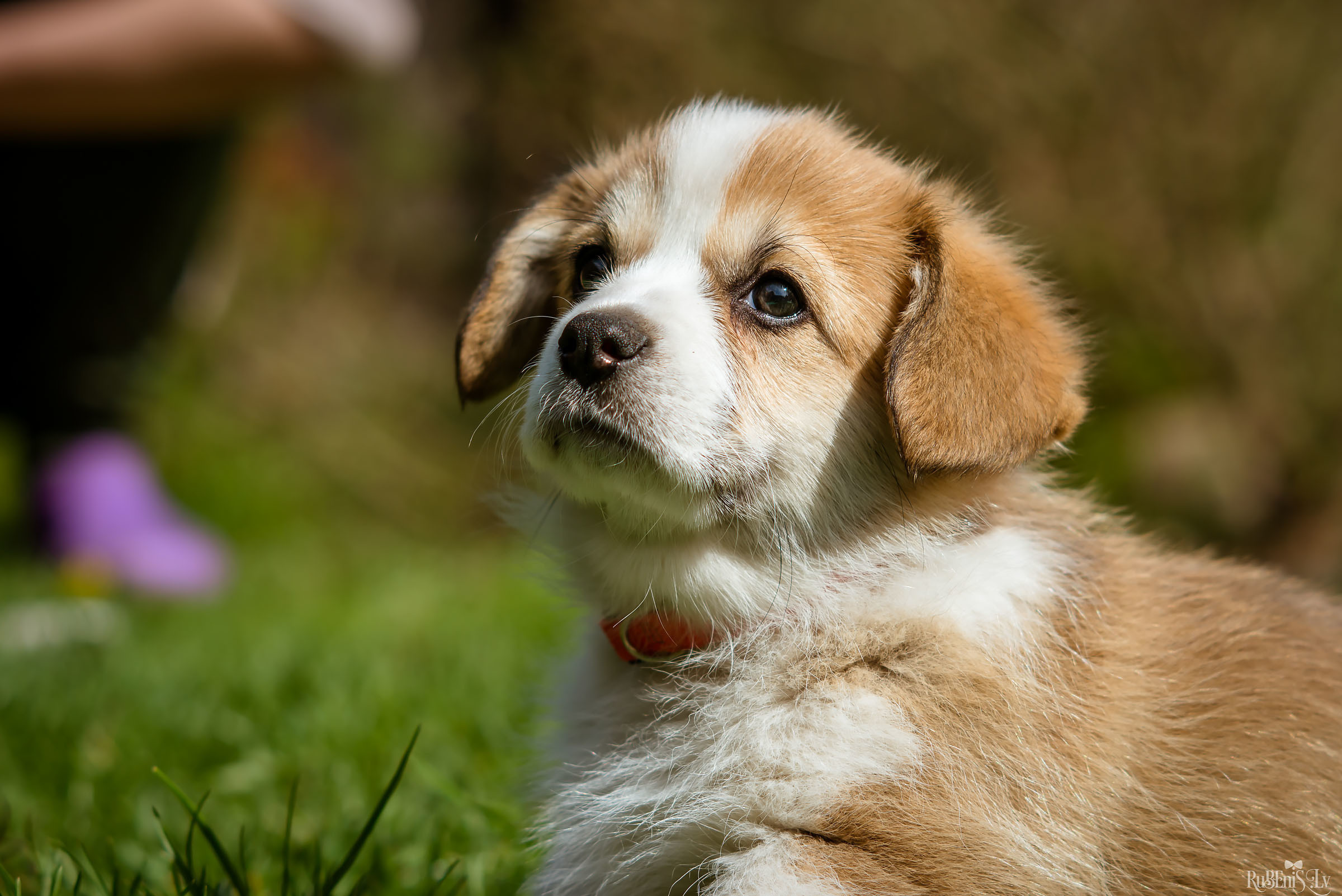 Анна и Марта / Корги и Гриффоны. Фотограф Ромуальд Рубенис и Артемий Сташанс