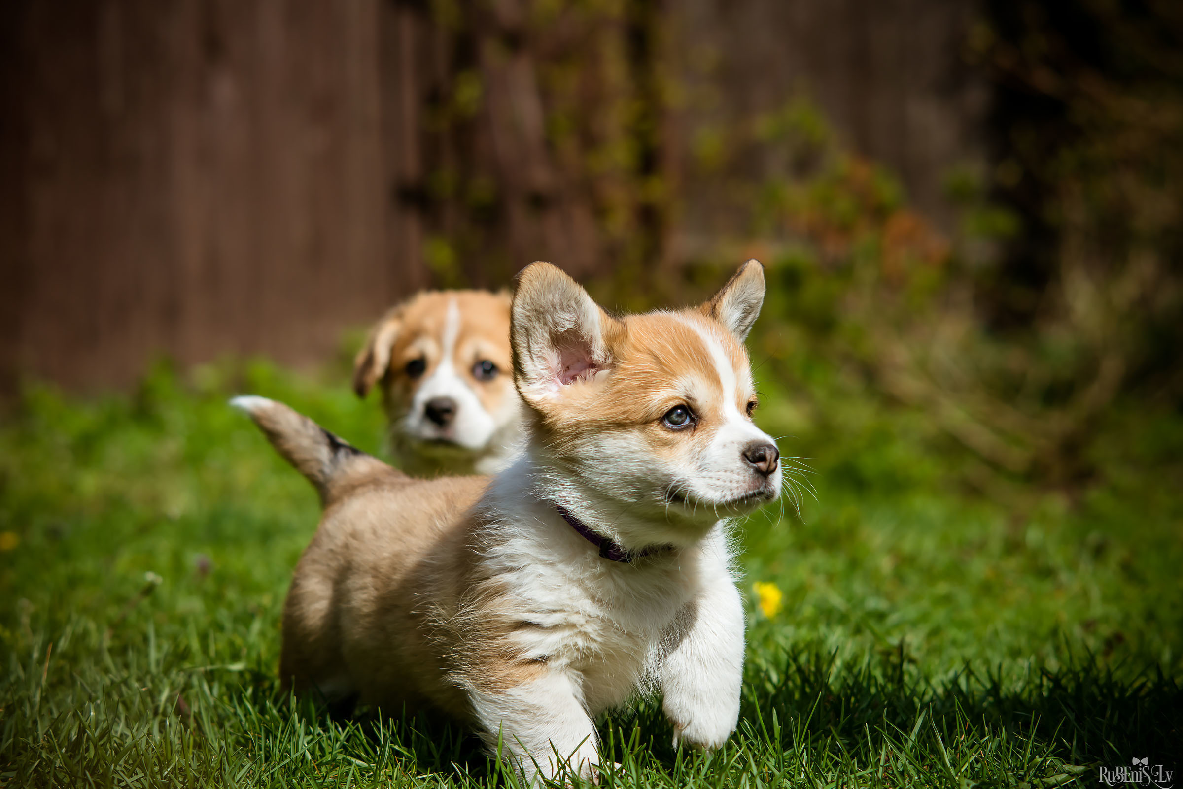 Анна и Марта / Корги и Гриффоны. Фотограф Ромуальд Рубенис и Артемий Сташанс