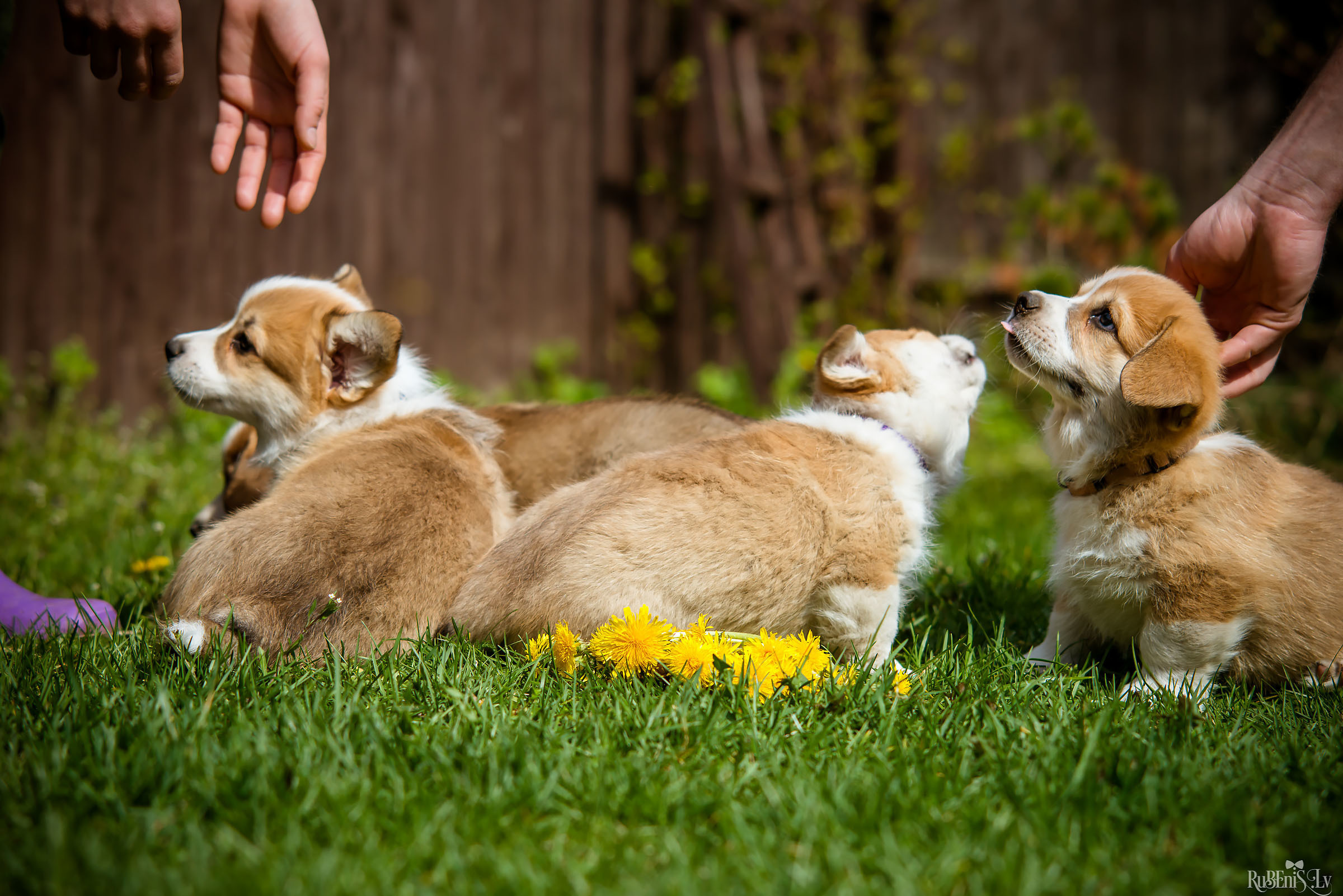 Анна и Марта / Корги и Гриффоны. Фотограф Ромуальд Рубенис и Артемий Сташанс