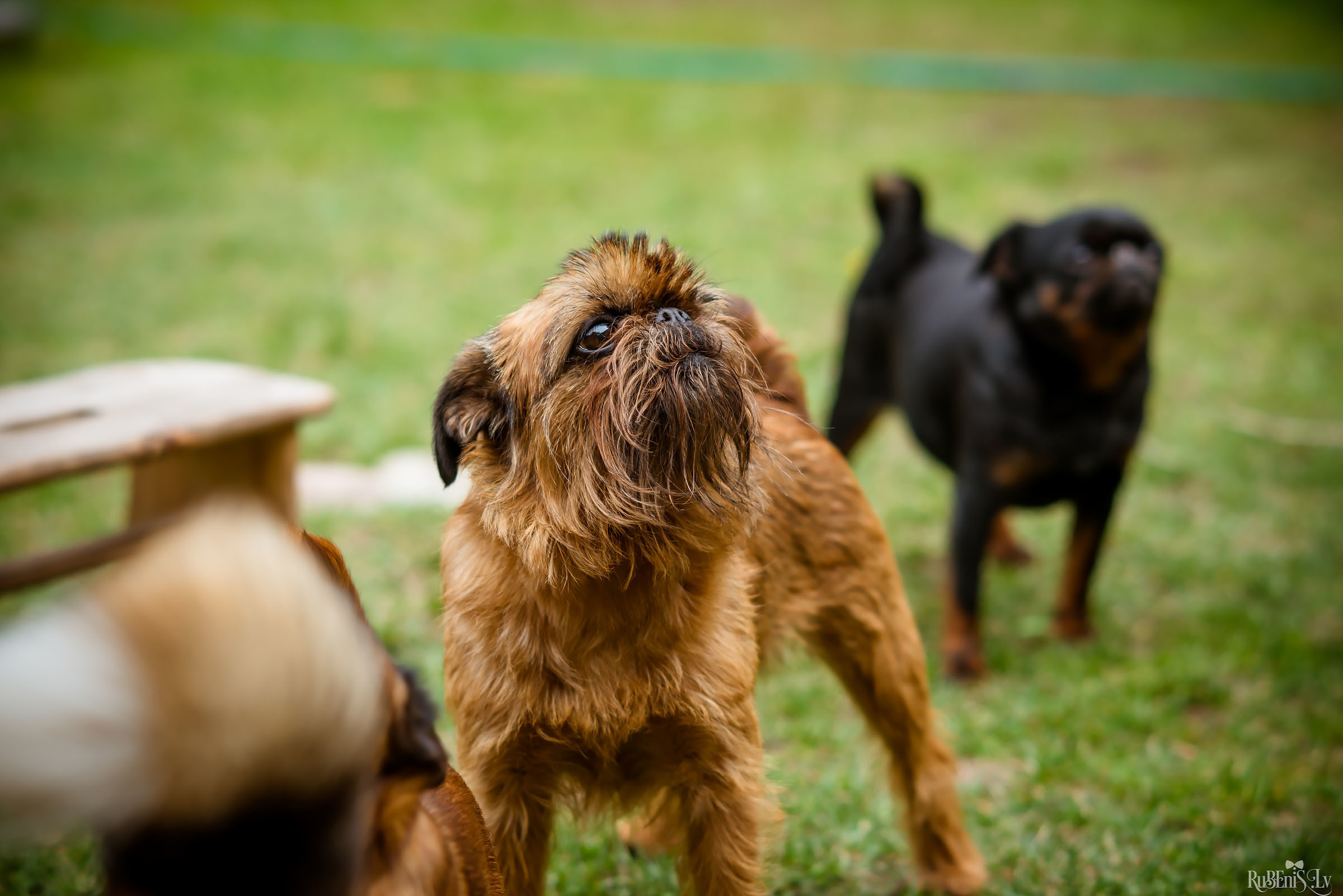 Анна и Марта / Корги и Гриффоны. Фотограф Ромуальд Рубенис и Артемий Сташанс