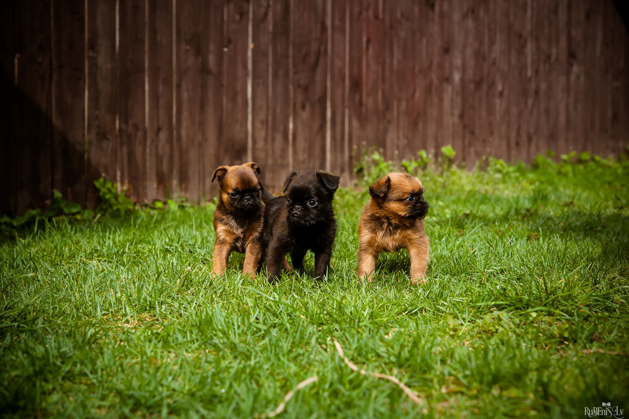 Анна и Марта / Корги и Гриффоны. Фотограф Ромуальд Рубенис и Артемий Сташанс