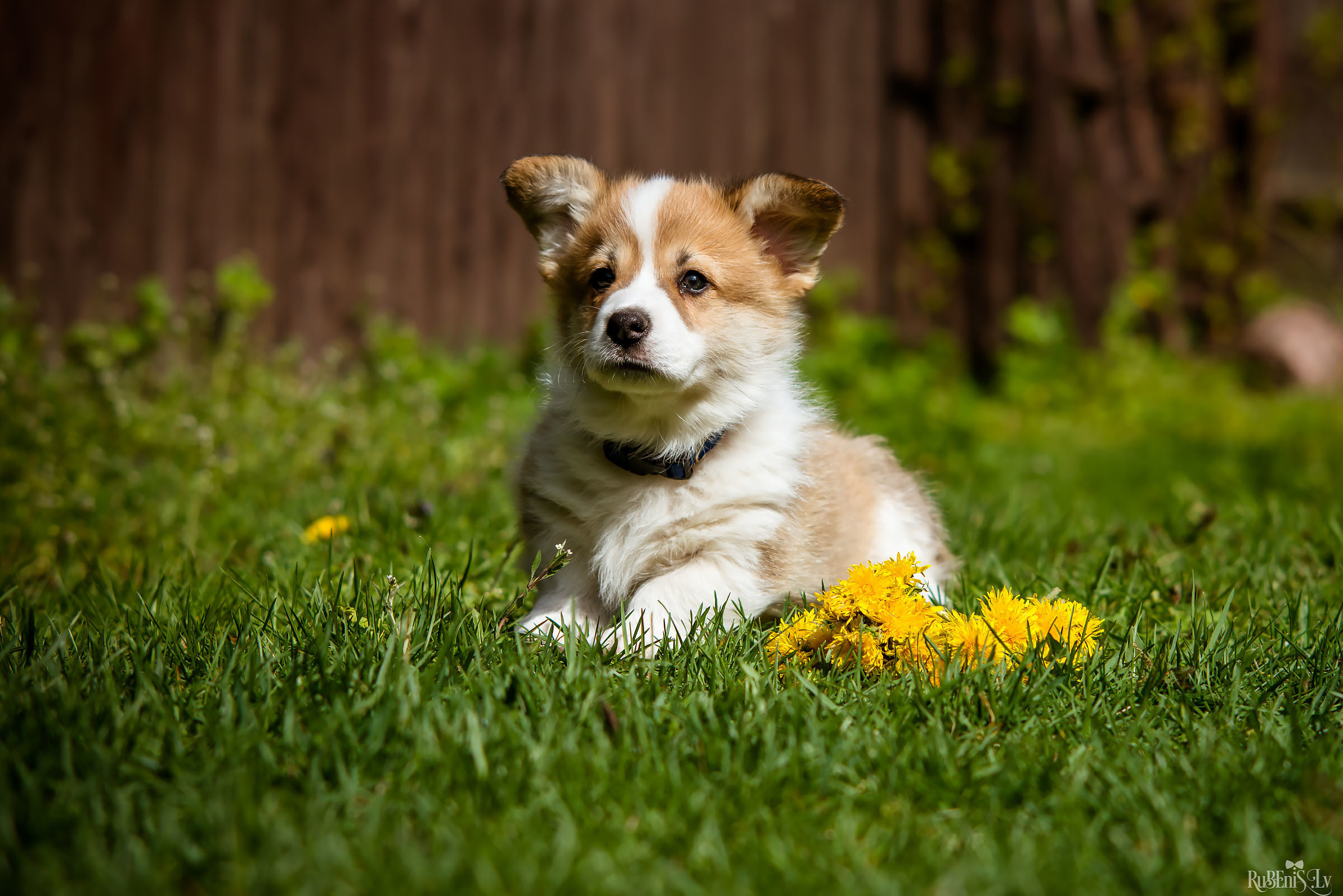 Анна и Марта / Корги и Гриффоны. Фотограф Ромуальд Рубенис и Артемий Сташанс