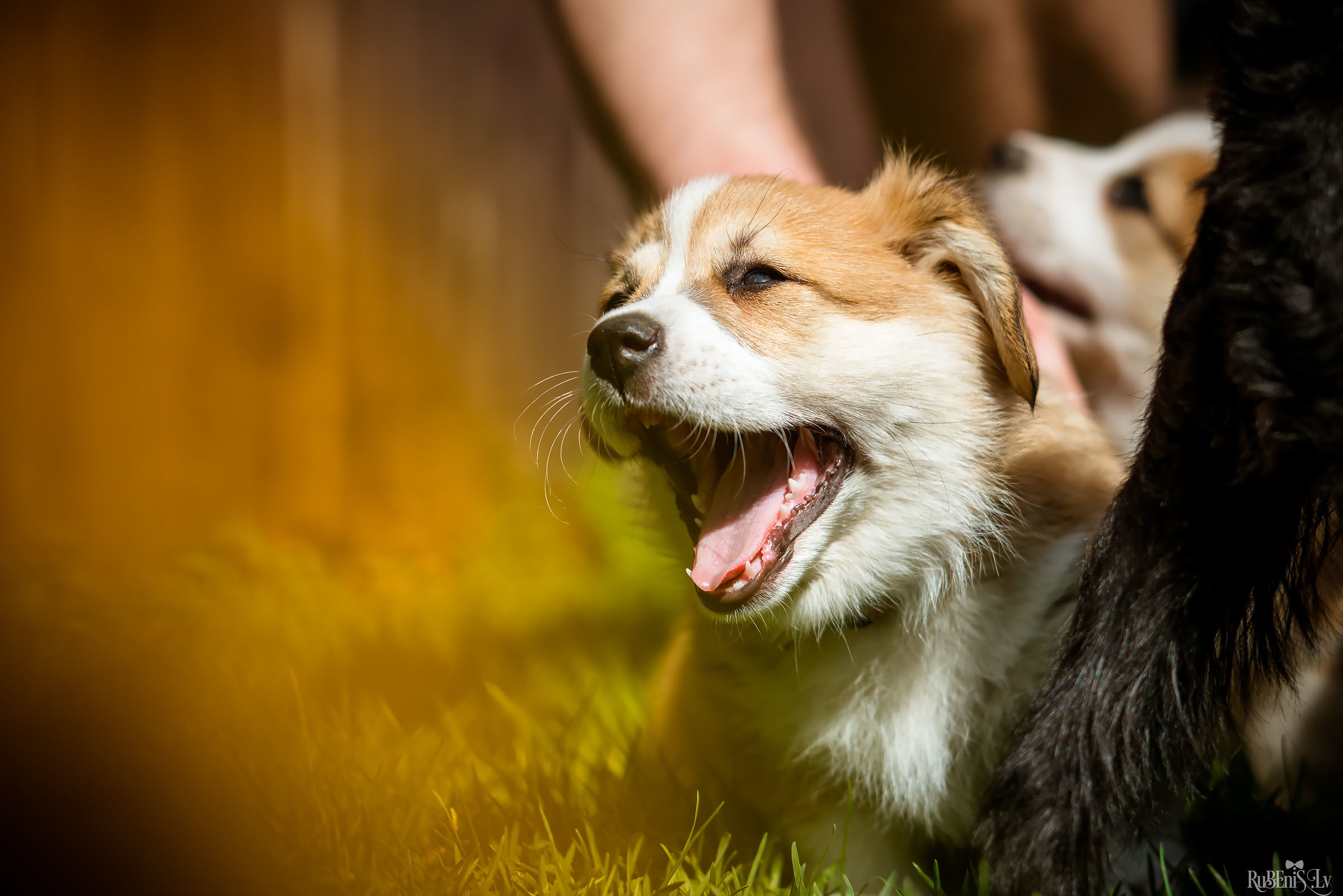 Анна и Марта / Корги и Гриффоны. Фотограф Ромуальд Рубенис и Артемий Сташанс