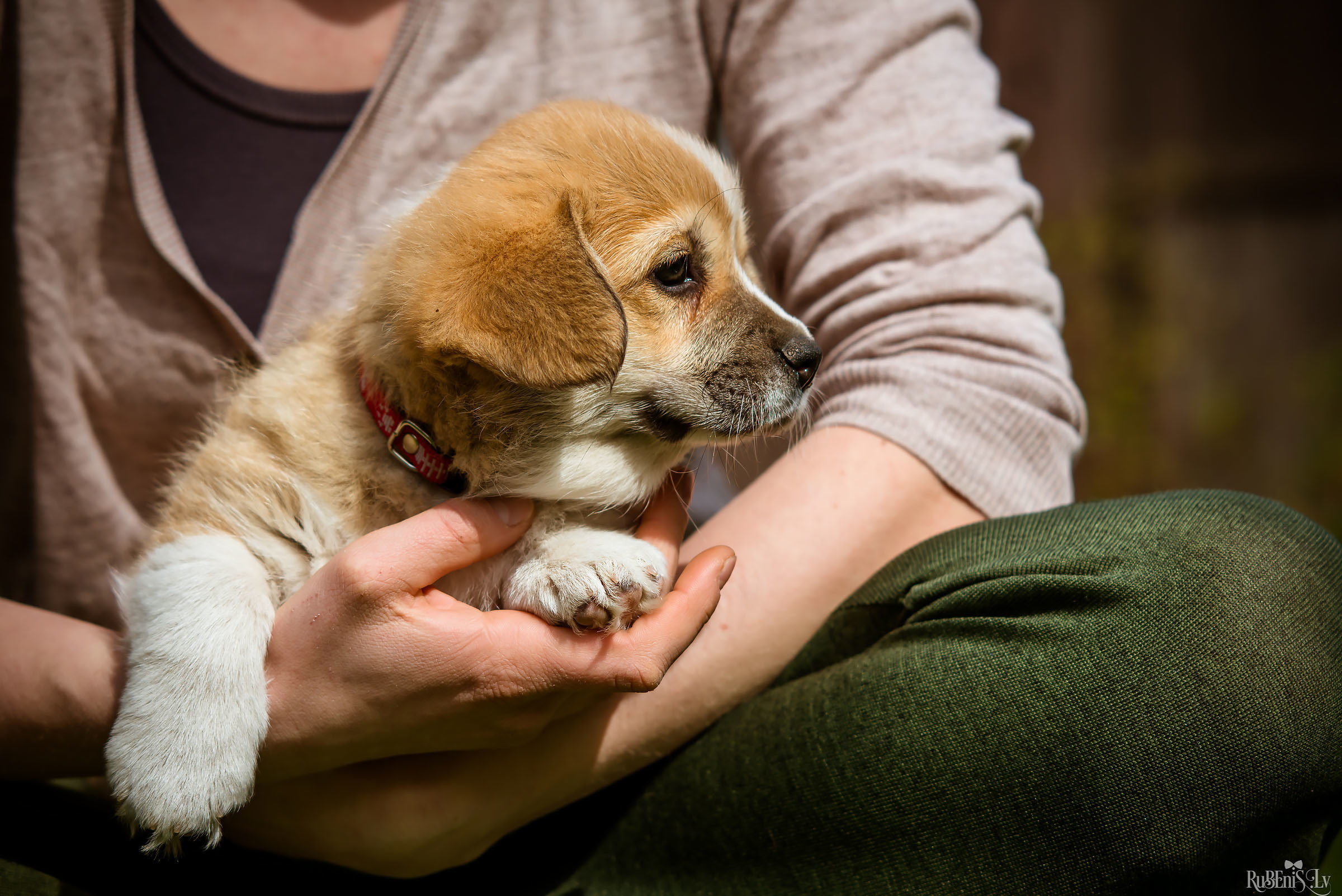 Анна и Марта / Корги и Гриффоны. Фотограф Ромуальд Рубенис и Артемий Сташанс