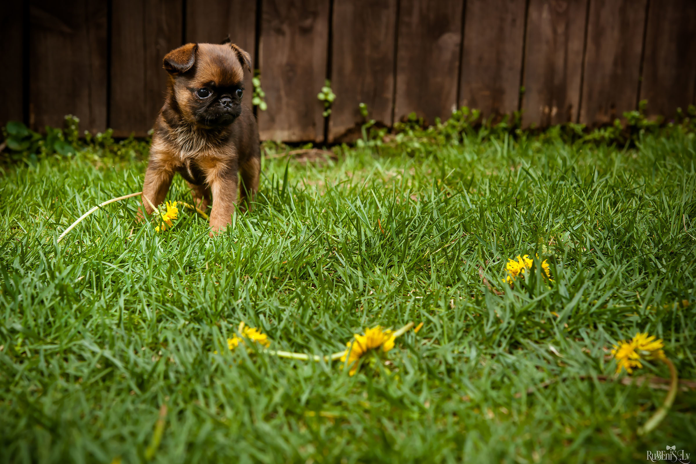 Анна и Марта / Корги и Гриффоны. Фотограф Ромуальд Рубенис и Артемий Сташанс